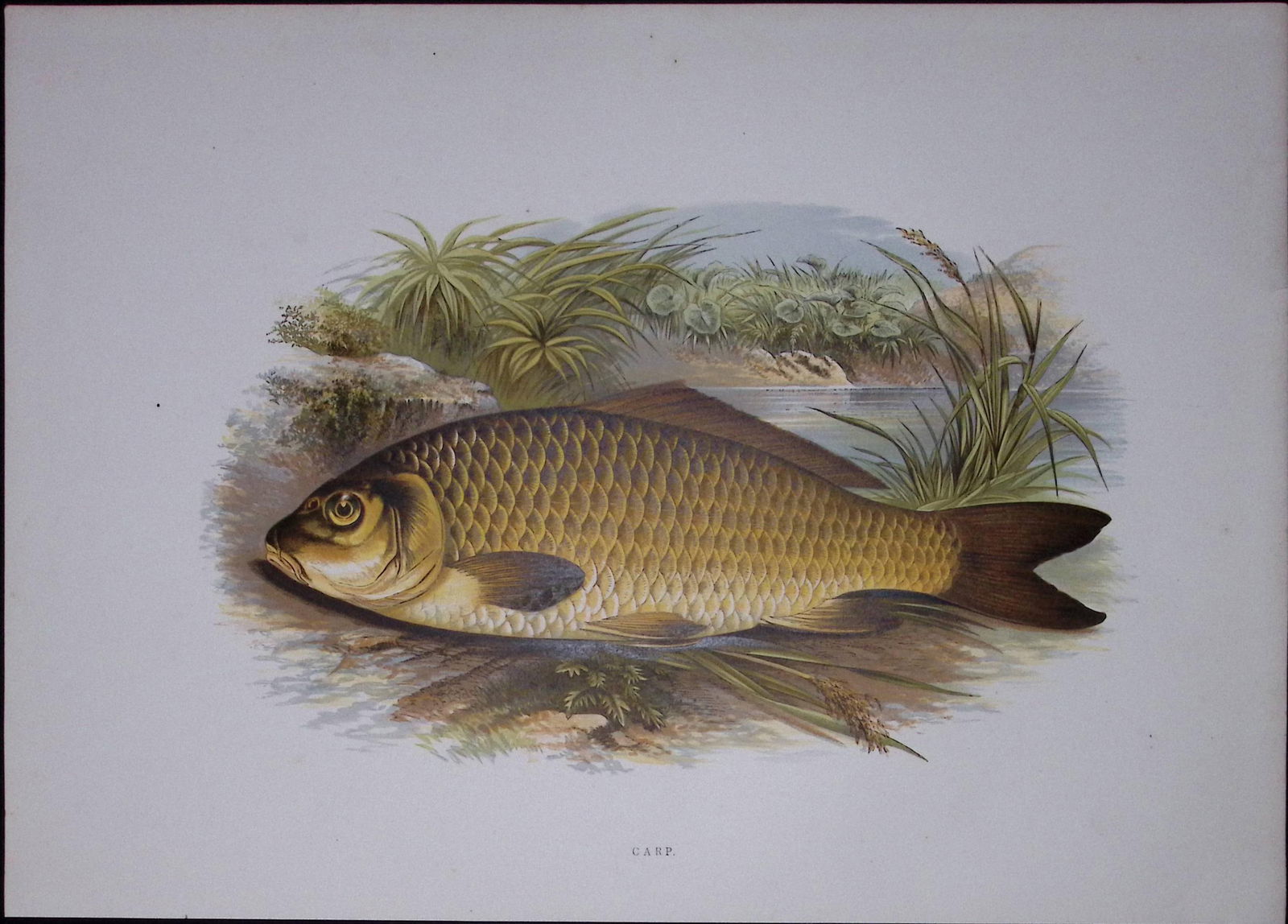 Carp Rev Houghton British Freshwater Fish 1879 Scarce Wood Engraving-38 (1 of 3)