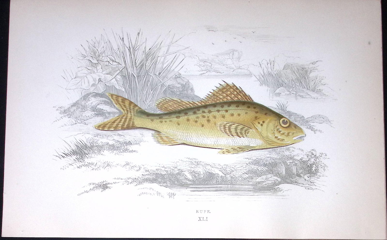 Ruff Fish Scarce Antique 1877 J. Couch Woodblock Engraving-188 (1 of 2)