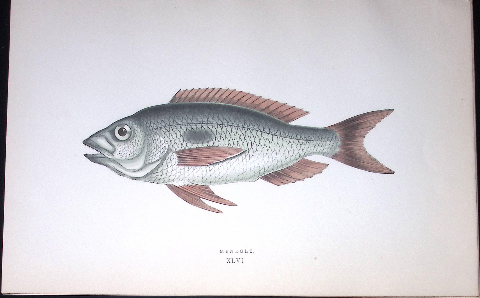 Mendole Fish Scarce Antique 1877 J. Couch Woodblock Engraving-191 (1 of 2)
