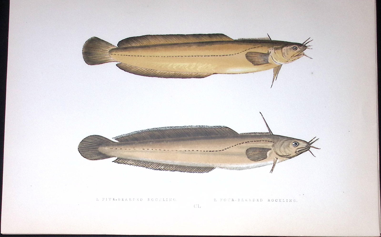 Four & Five Bearded Rockling Fish Scarce Antique 1877 J. Couch Woodblock Engraving-197 (1 of 2)