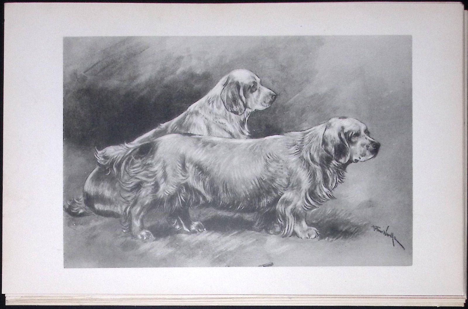 Clumbers Spaniels Antique Book Plate Rawdon Lee Modern Dogs 1893-42 (1 of 2)