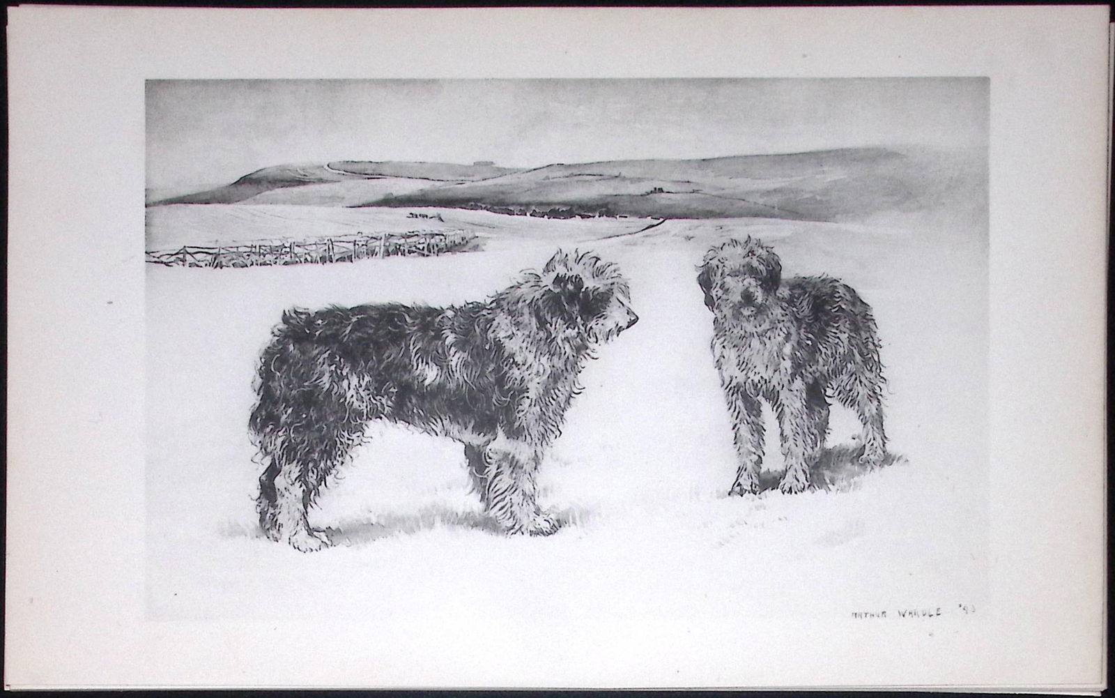 Old English Sheepdogs Antique Book Plate Rawdon Lee Modern Dogs 1894-8 (1 of 2)