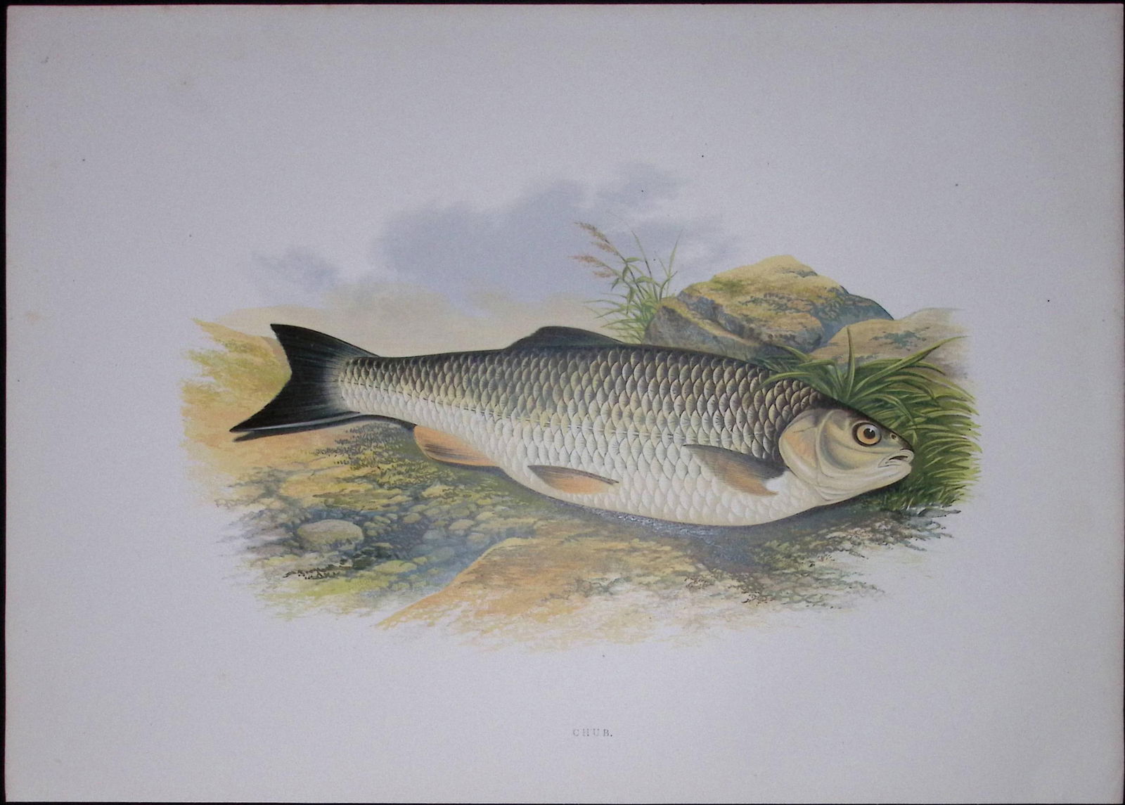 Chub Rev Houghton British Freshwater Fish 1879 Scarce Antique Engraving-33 (1 of 3)