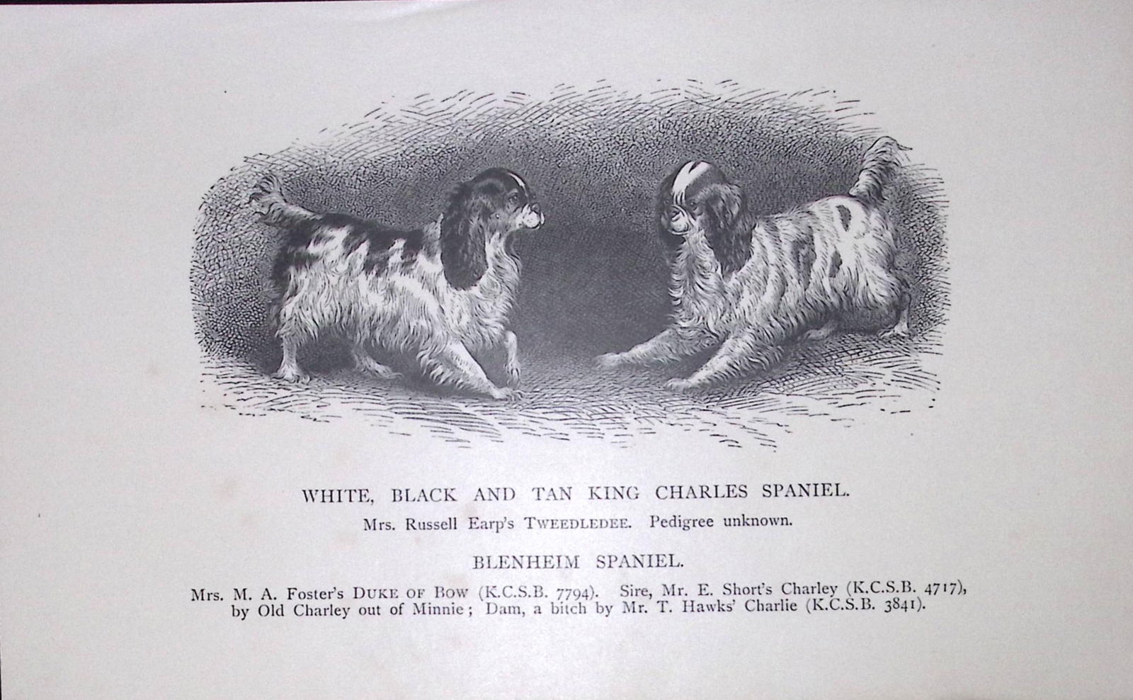 King Charles Spaniels, White, Black, Tan British Dogs by Hugh Dalziel 1889 Antique Book Plate-66 (1 of 2)