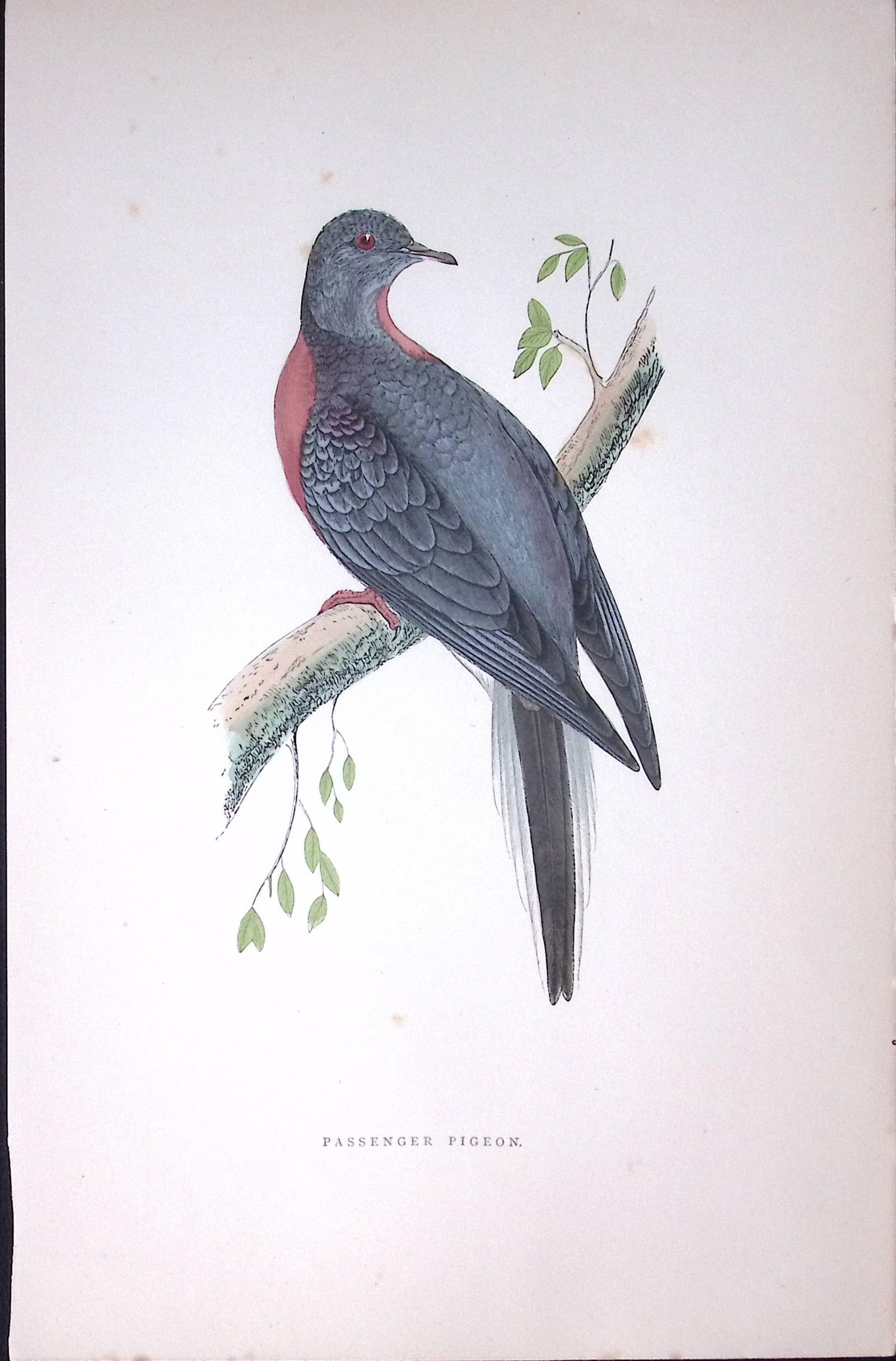 Passenger Pigeon Rev Morris Antique History of British Birds 130 Years-Old Engraving-42 (1 of 1)