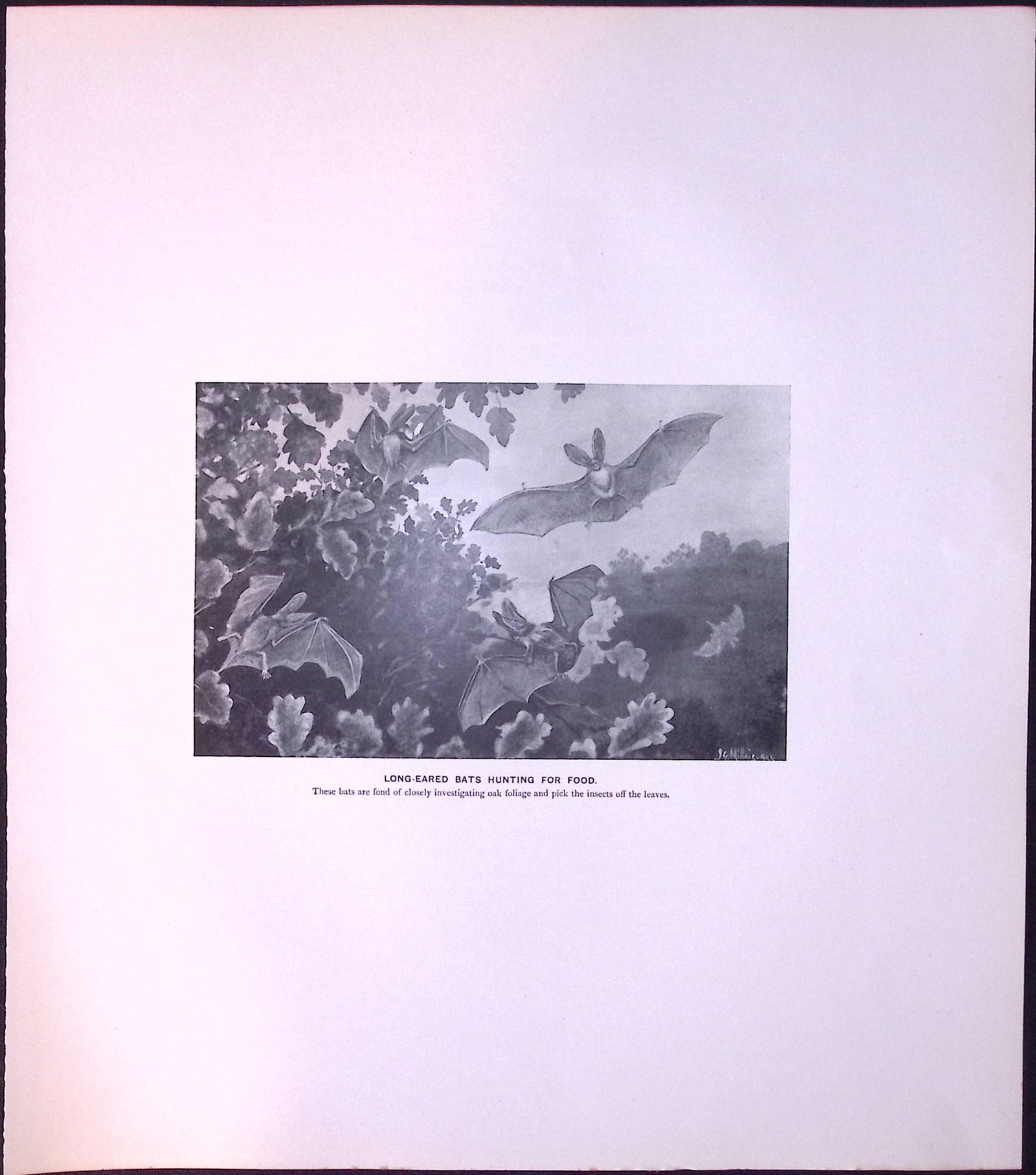 Long Eared Bats Hunting For Food Rare Limited-Edition J.G. Millais Antique Print. (1 of 3)