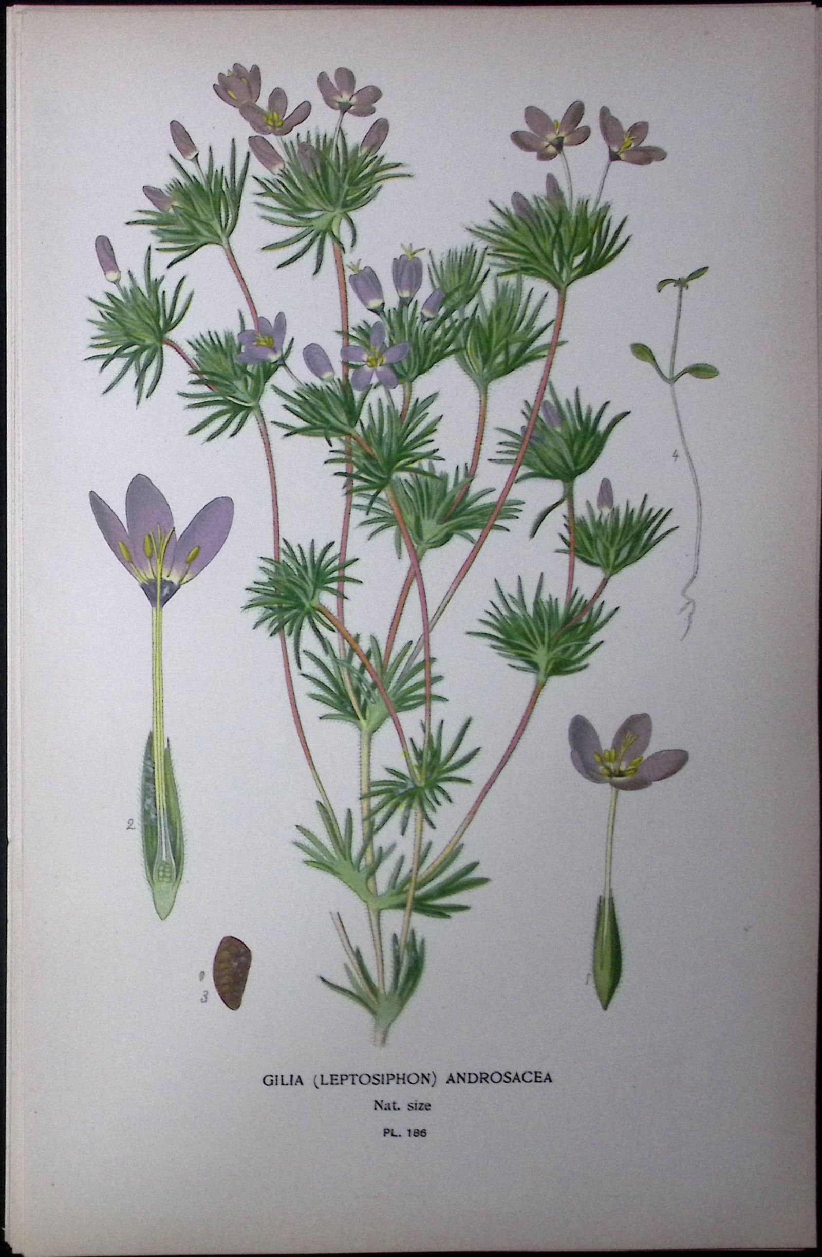 False Babystars Edward Step Rare Antique Botanical Book Plate-186 (1 of 1)