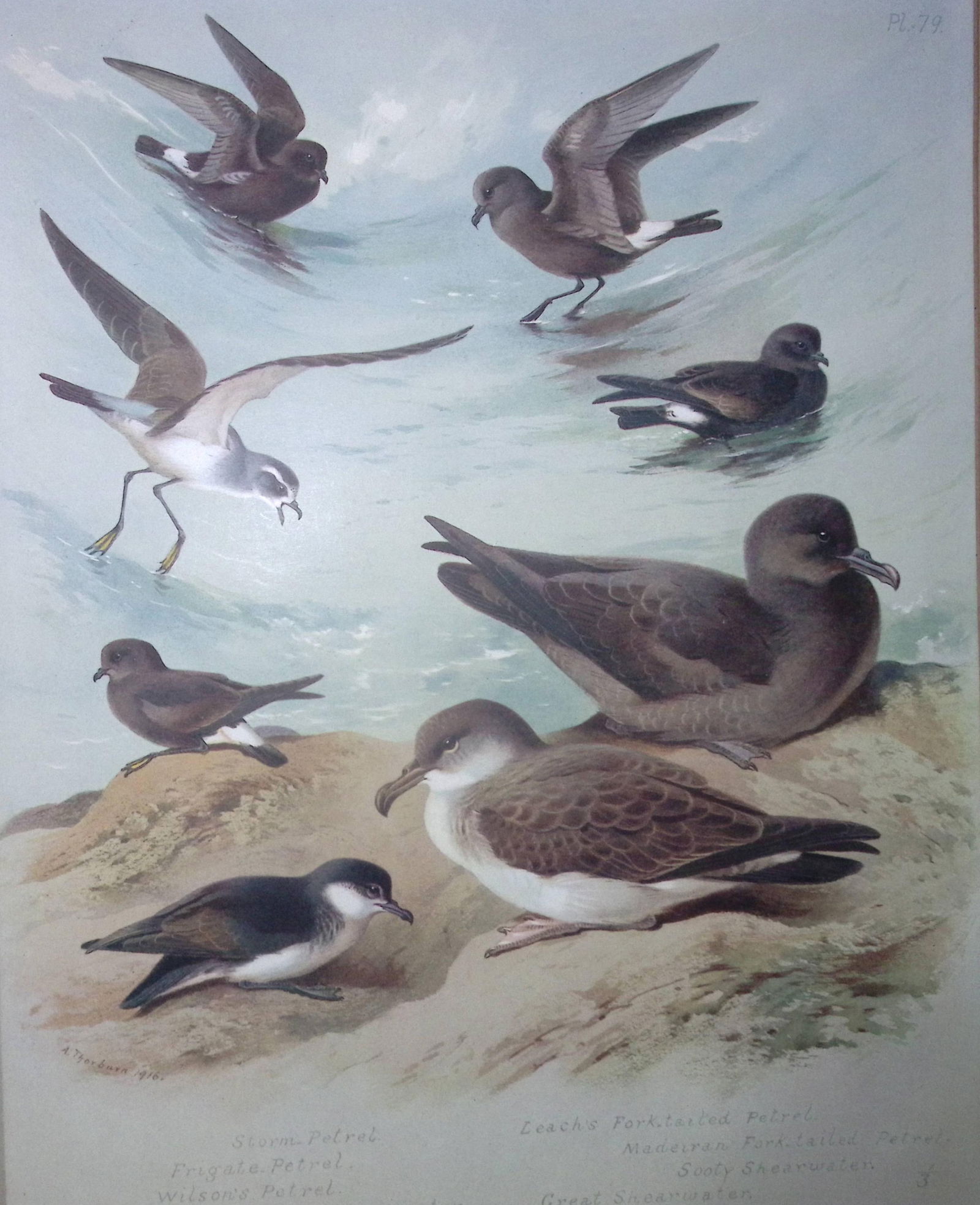 Archibald Thorburn Antique Scarce Bird Chromolithograph The Petrel Family-79 (1 of 2)