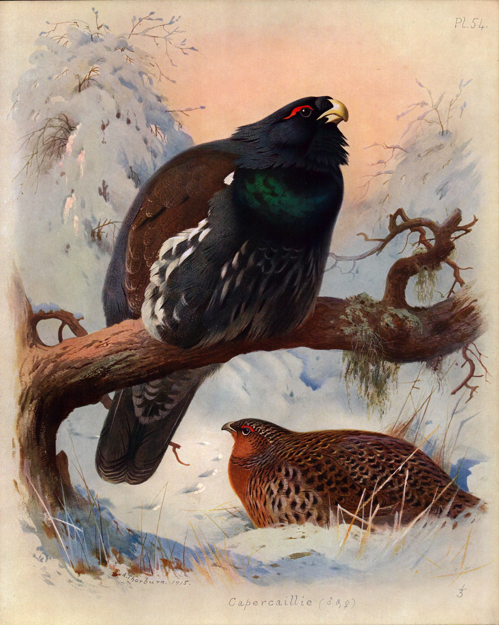 Archibald Thorburn Antique Scarce 2nd Edition Bird Print Capercaillie-54. (1 of 2)