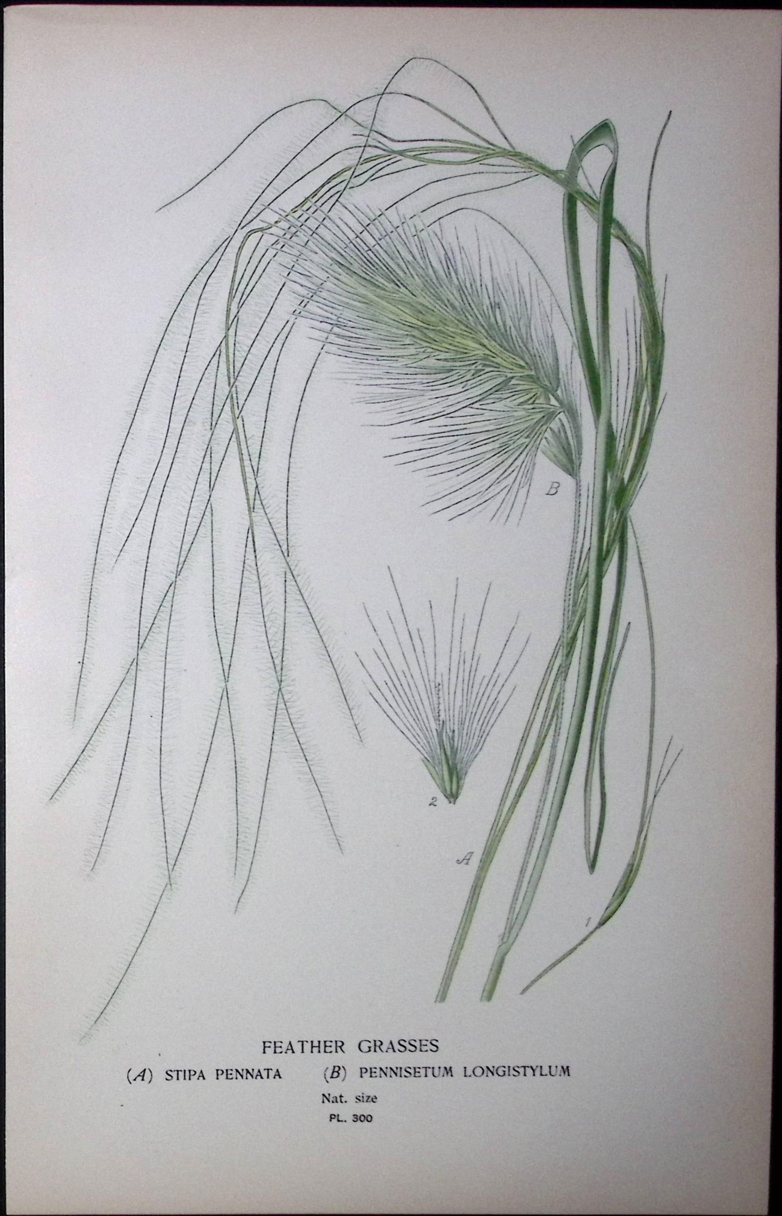 Feather Grasses Edward Step Rare Antique Botanical Book Plate-300 (1 of 1)