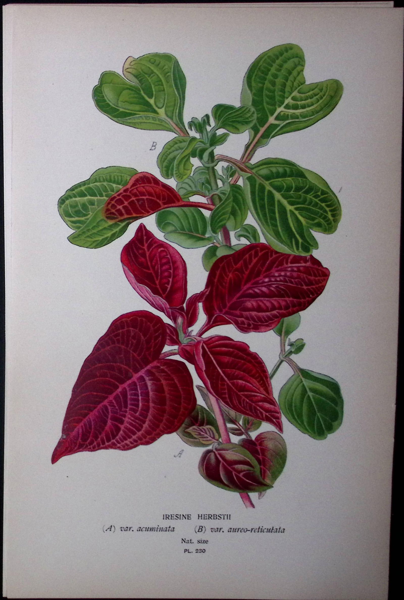 Beefsteak Plant Edward Step Rare Antique Botanical Book Plate-230 (1 of 1)