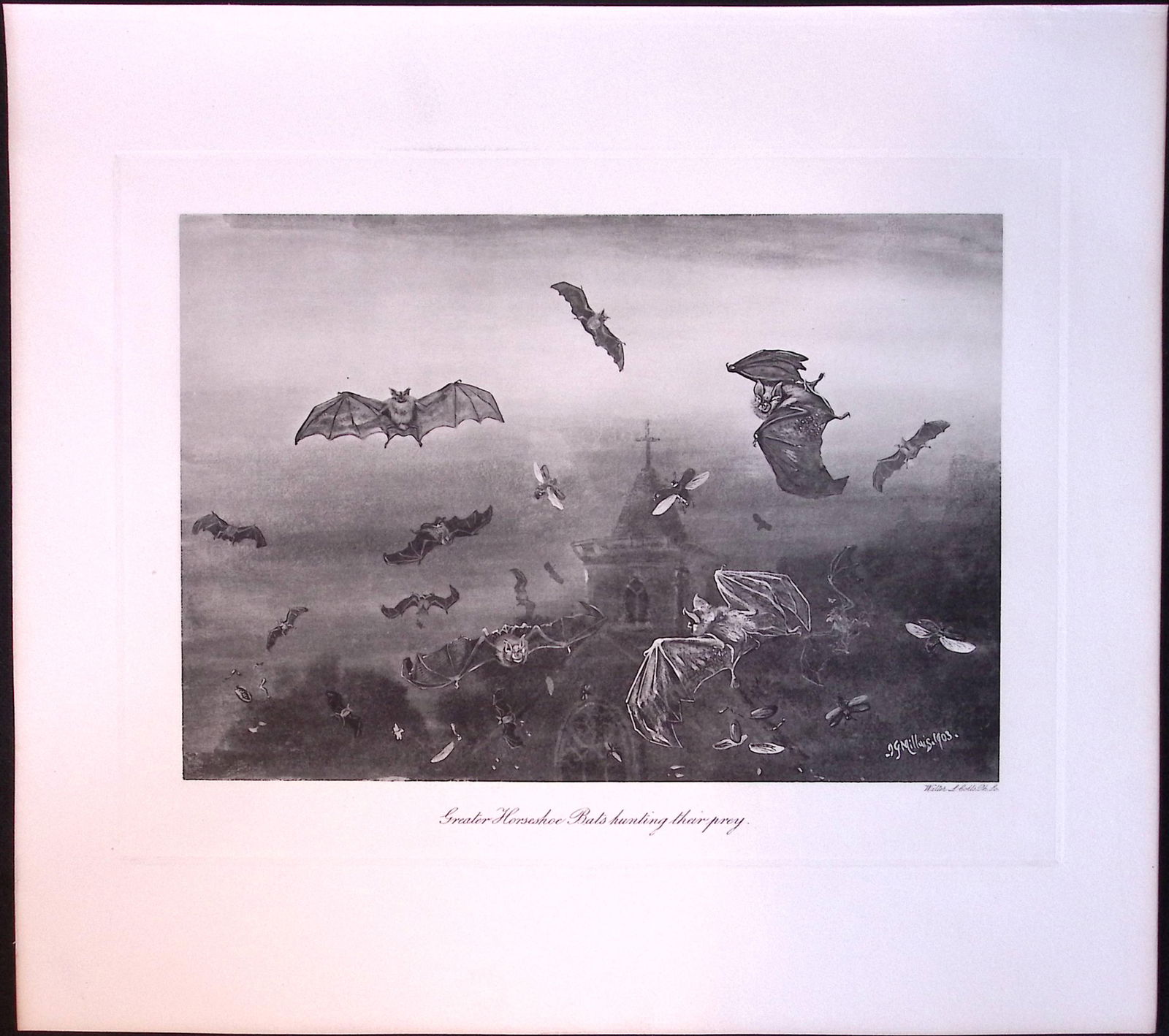 Horseshoe Bats Hunting Their Prey Rare Limited-Edition J.G. Millais Antique Print. (1 of 3)