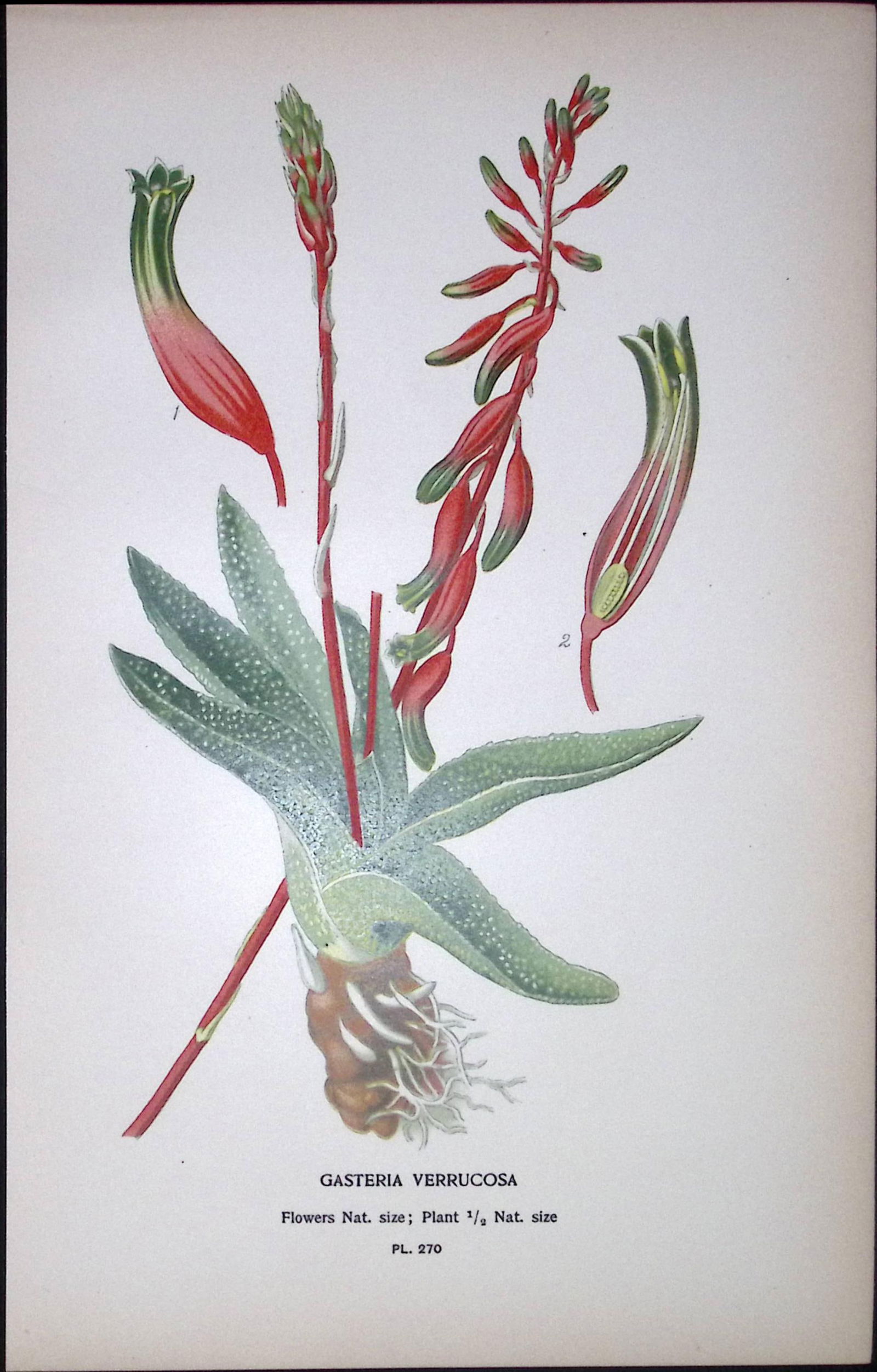 Cow’s Tongue Plant Edward Step Rare Antique Botanical Book Plate-270 (1 of 1)