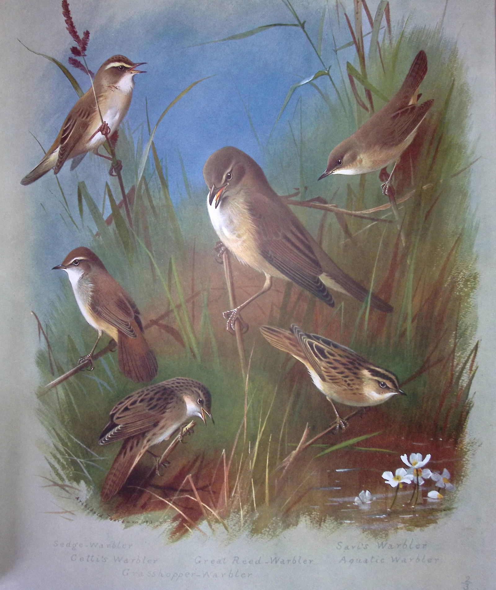Archibald Thorburn Birds Antique Scarce Lithograph The Warbler Family-8 (1 of 2)