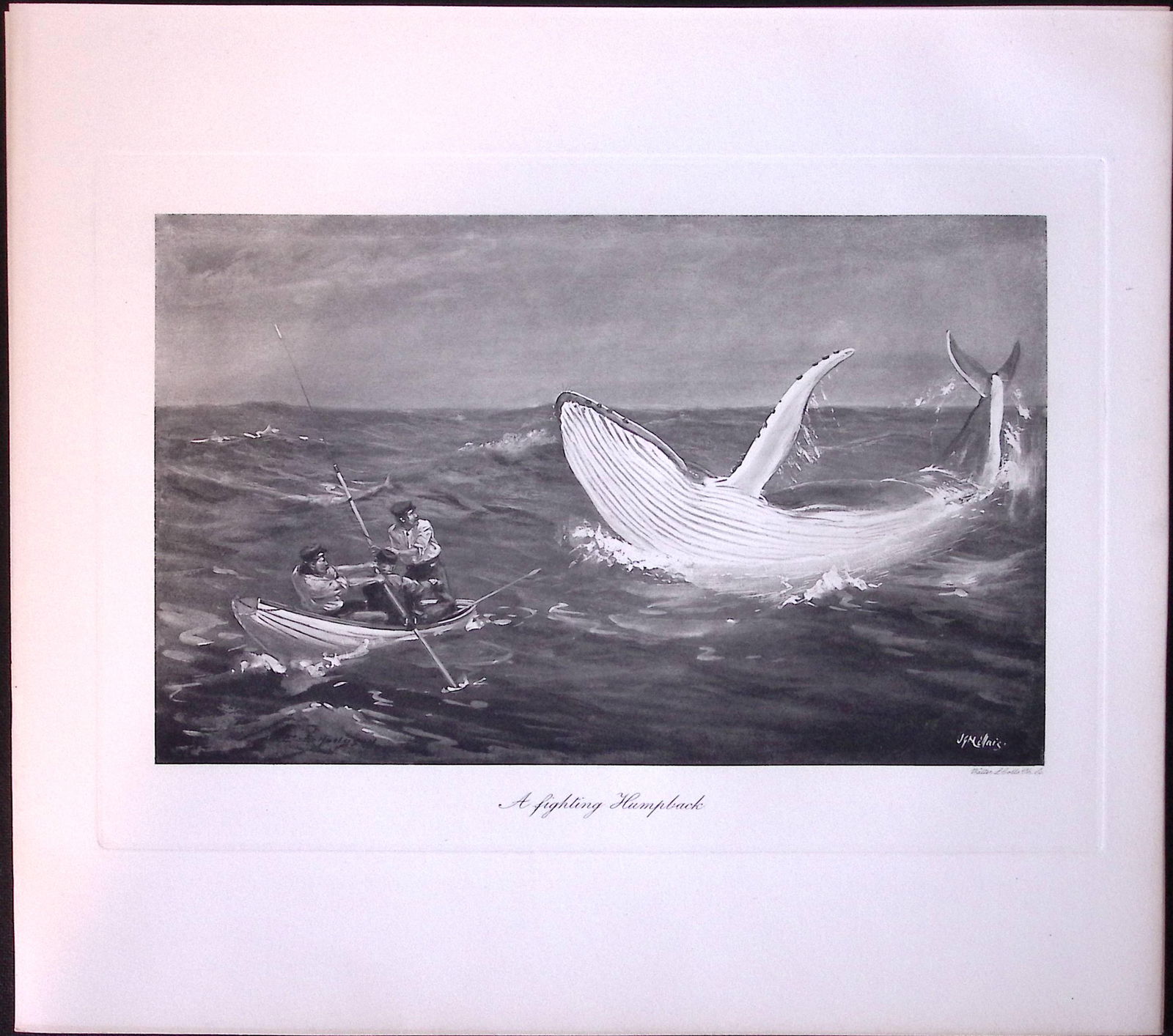 Fighting Humpback Whale Rare Limited-Edition Antique Heliogravure Print.: Title: Fighting Humpback Whale Rare Limited-Edition Antique Heliogravure Print. Description: This Rare First Edition Illustrated Print Has Been Removed from an Antique Edition. The Mammals of