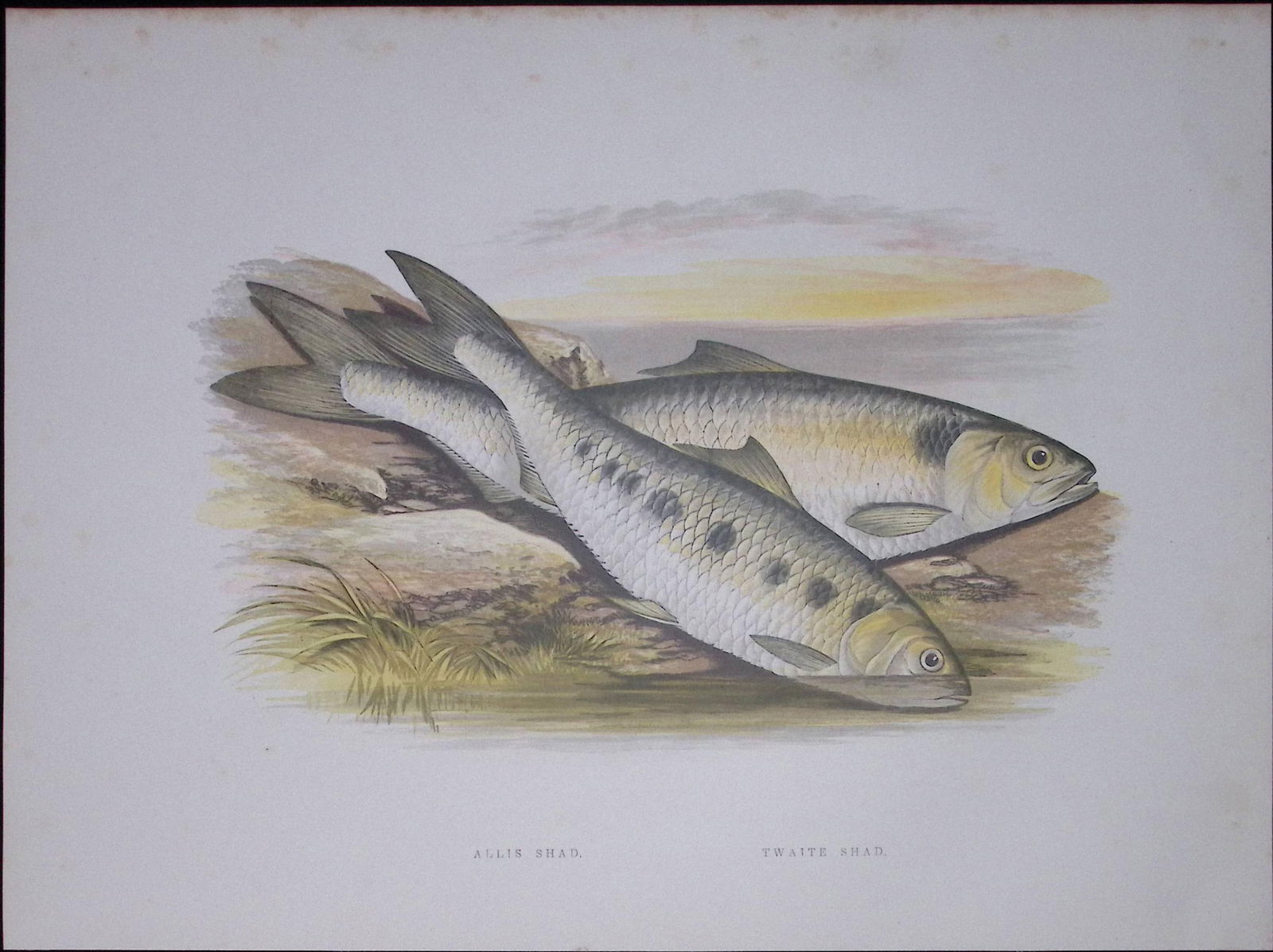 Allis & Twaite Shad Rev Houghton British Freshwater Fish 1879 Scarce Wood Engraving-25 (1 of 3)