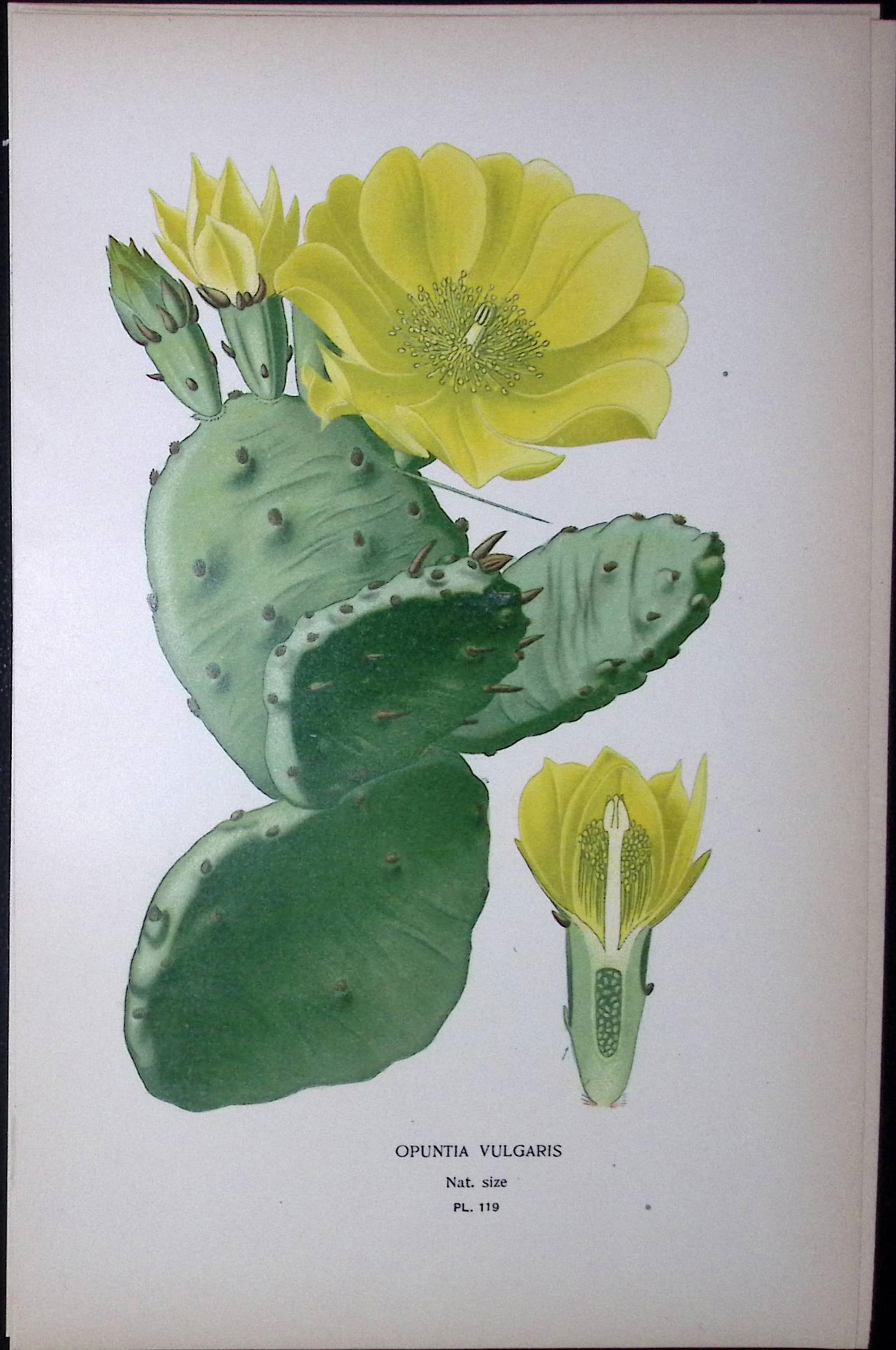 Prickly Pear Cactus Edward Step Rare Antique Botanical Book Plate-119 (1 of 1)