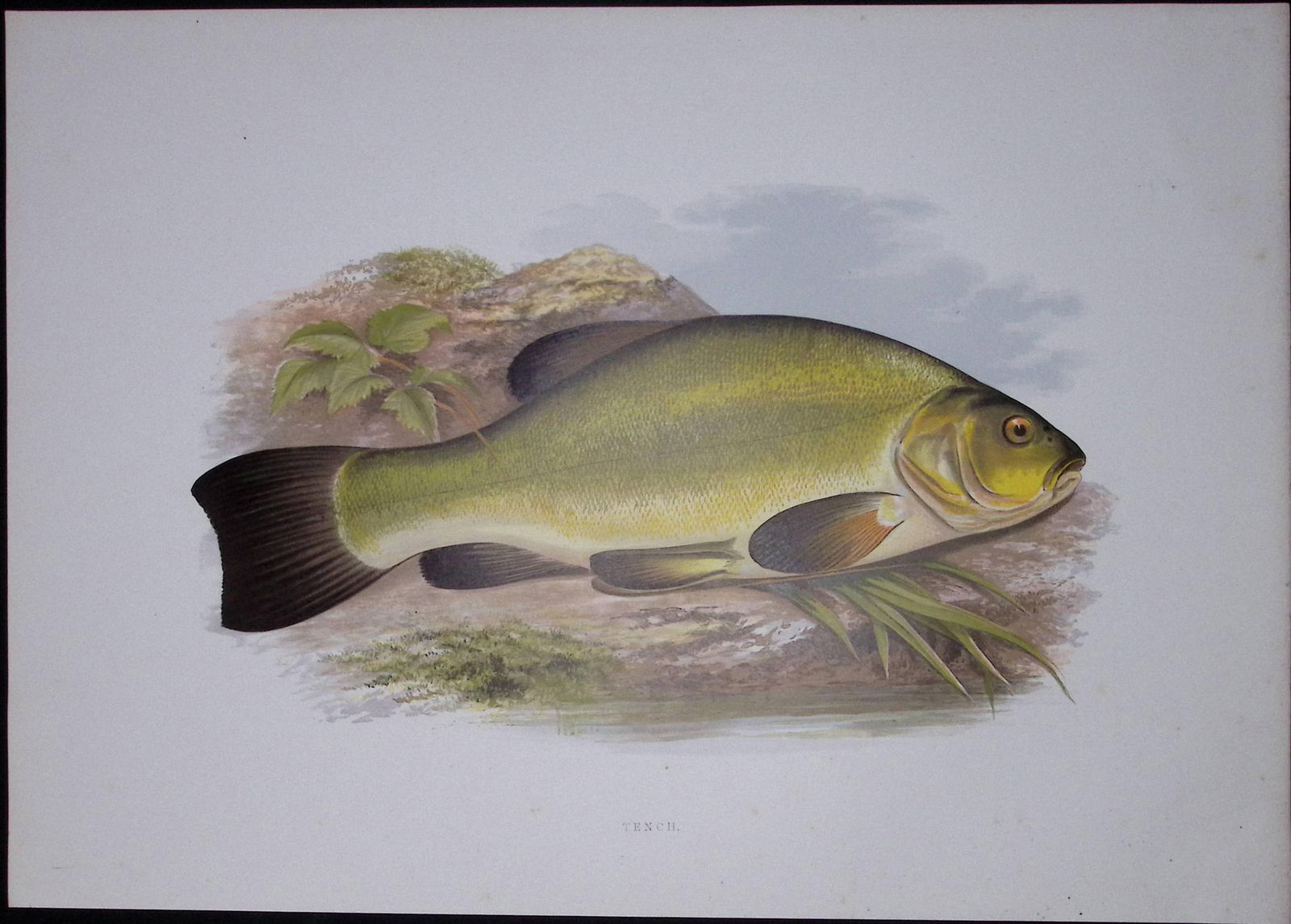 Tench Rev Houghton British Freshwater Fish 1879 Scarce Engraving-30 (1 of 2)