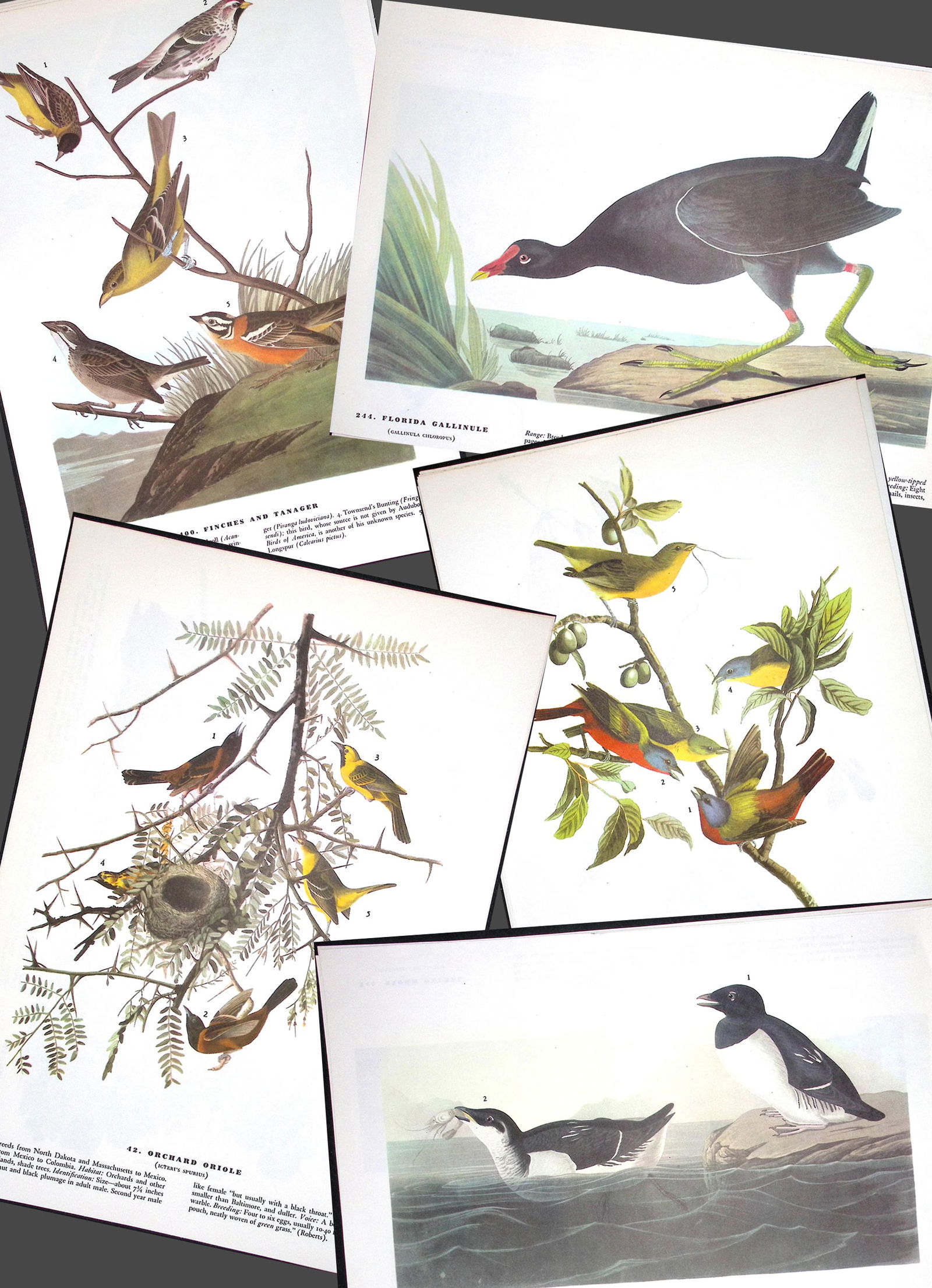Job-Lot John James Audubon Birds of America 72-Year-Old Coloured Book Plates-12 (1 of 6)