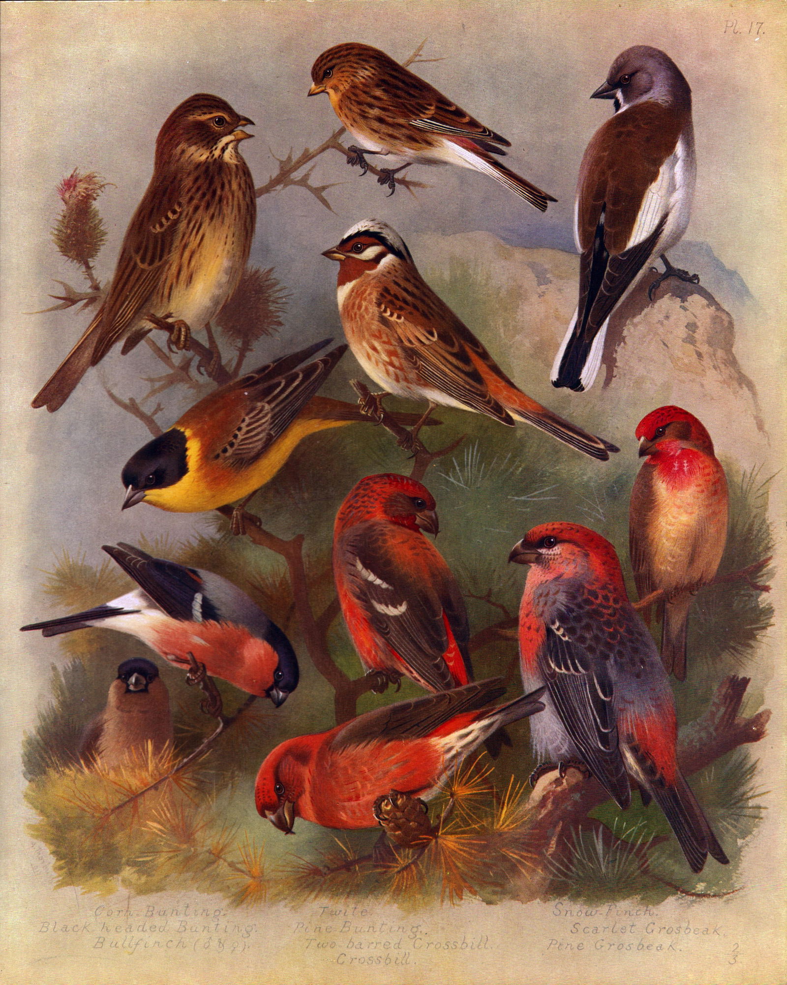 Thorburn Antique Scarce Bird Lithograph Finches, Crossbill, Grosbeak-17. (1 of 2)