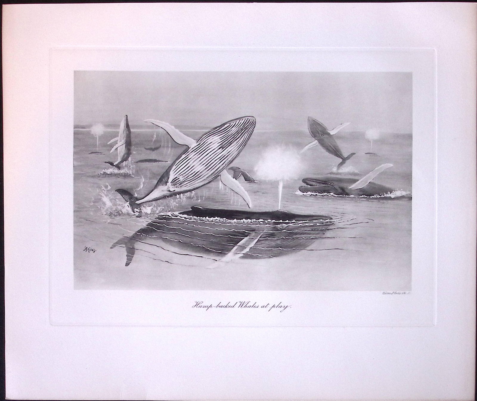 Humpback Whales at Play Fighting Rare Limited-Edition Antique Print.: Title: Humpback Whales at Play Fighting Rare Limited-Edition Antique Print. Description: This Rare First Edition Illustrated Print Has Been Removed from an Antique Edition. The Mammals of Great