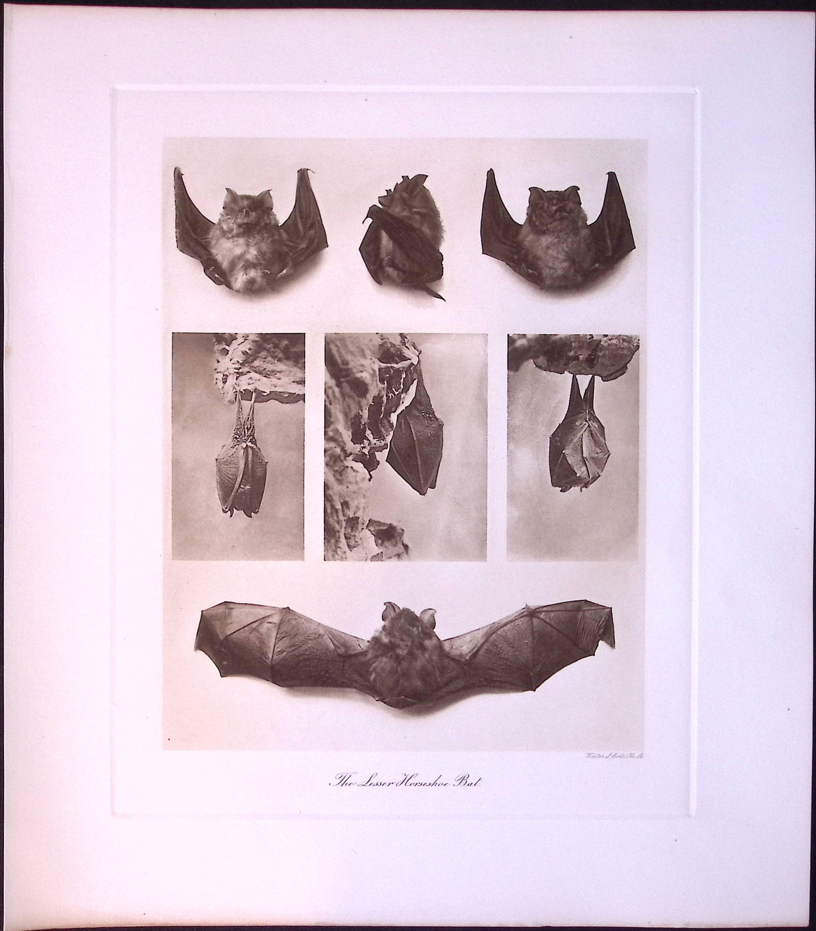 Lesser Horseshoe Bat Rare Limited-Edition J.G. Millais Heliogravure Print. (1 of 3)