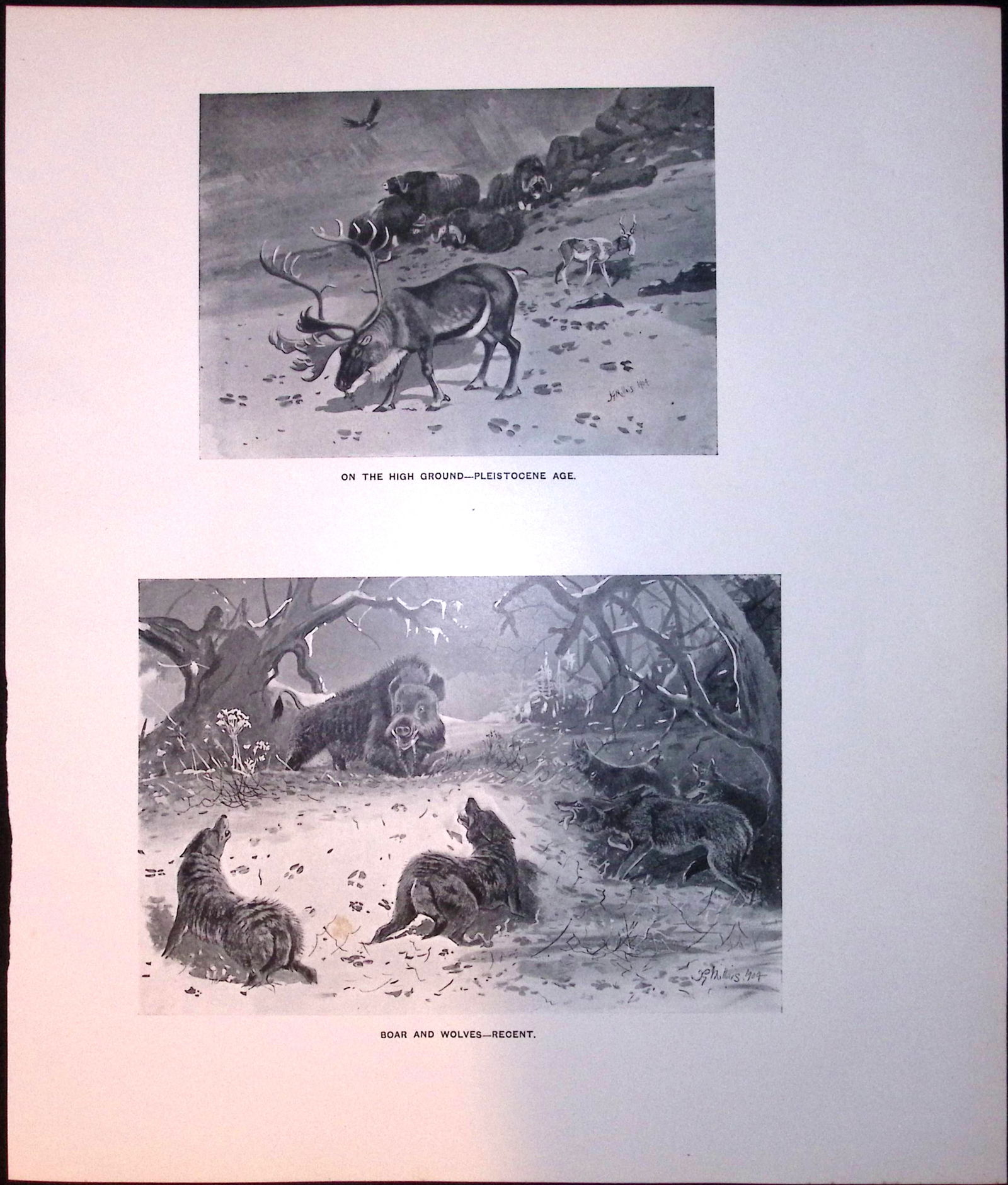 Stags, Boars & Wolves Rare Limited-Edition J.G. Millais Antique Print: Title: Stags, Boars & Wolves Rare Limited-Edition J.G. Millais Antique Print Description: This Rare First Edition Illustrated Print Has Been Removed from an Antique Edition. The Mammals of