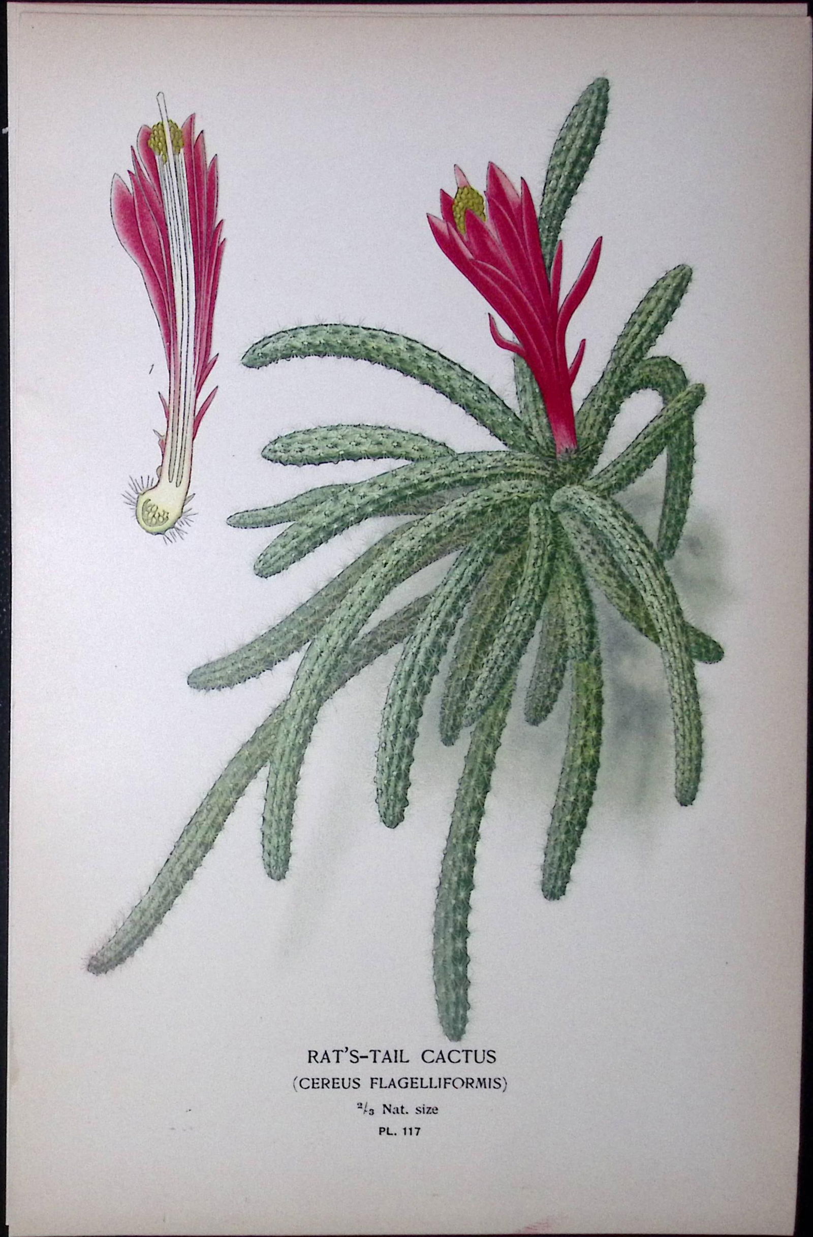 Rat’s Tail Cactus Edward Step Rare Antique Botanical Book Plate-117 (1 of 1)