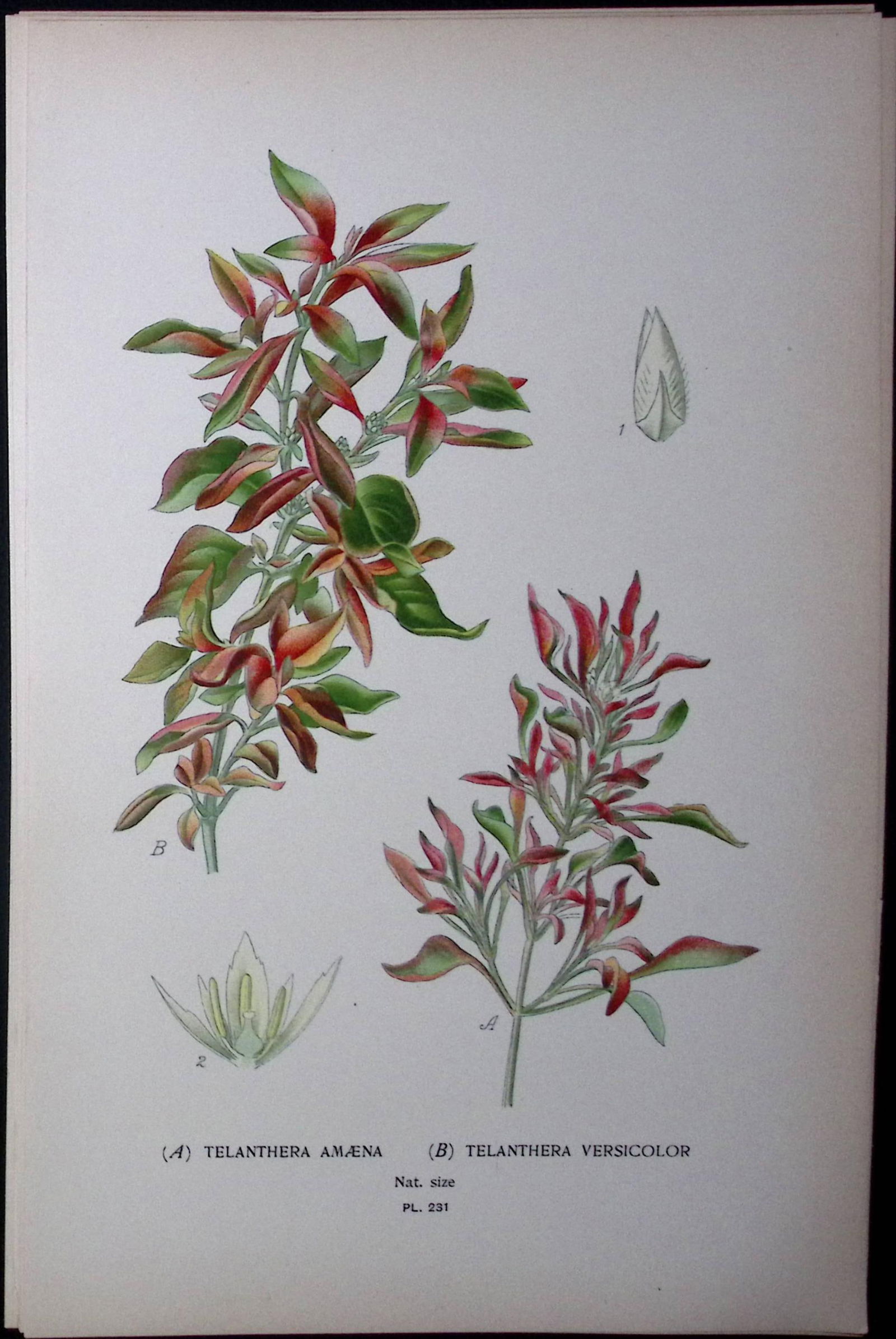 Telanthera Amaena & Versicolour Edward Step Rare Antique Botanical Book Plate-231 (1 of 1)