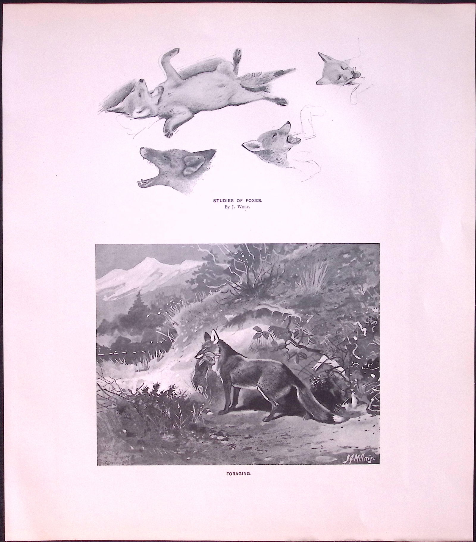Studies Of Foxes Rare Limited-Edition J.G. Millais Antique Print. (1 of 3)