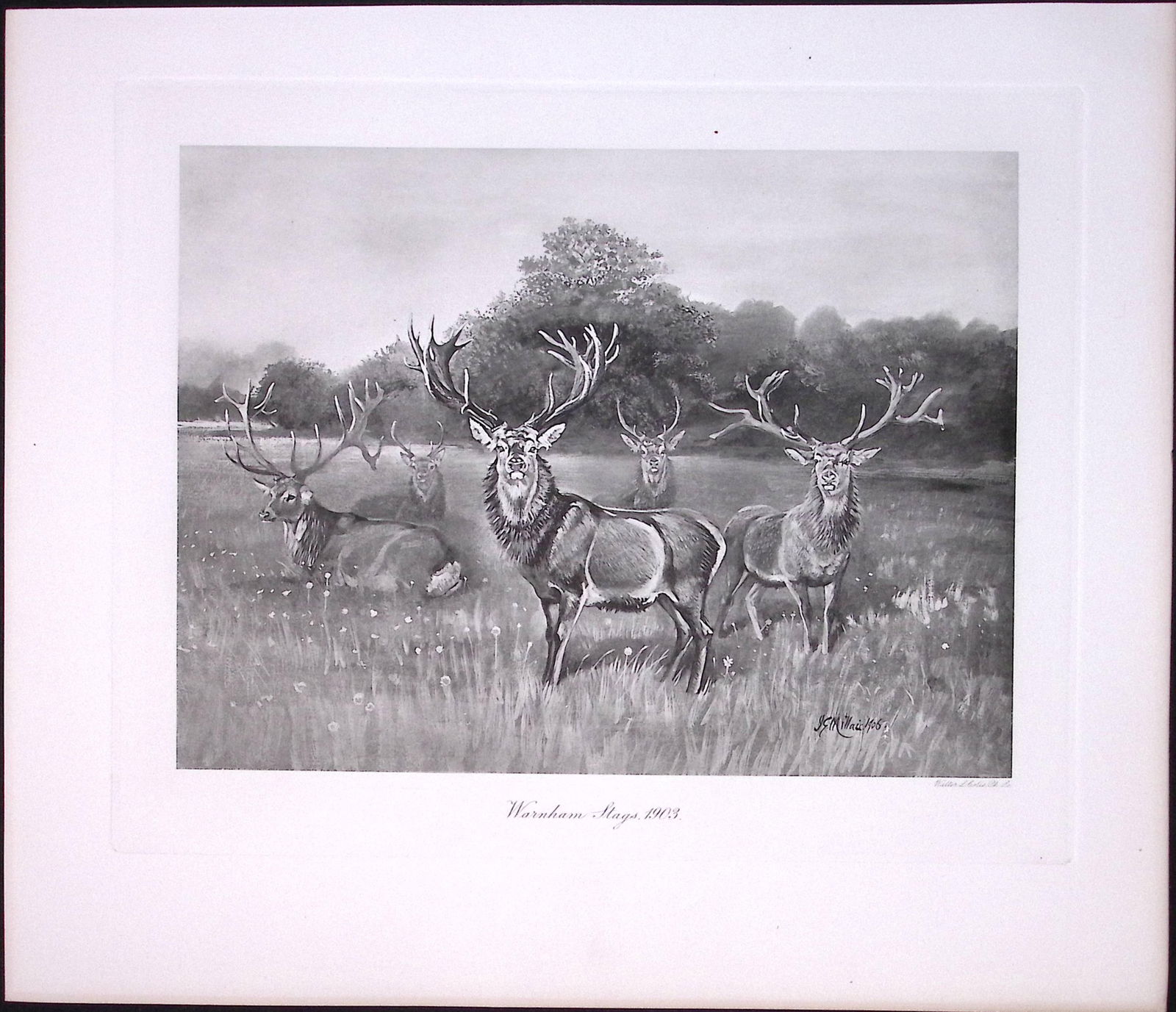 Herd Warnham Stags Rare Limited-Edition Antique JG Millais Print-21. (1 of 3)