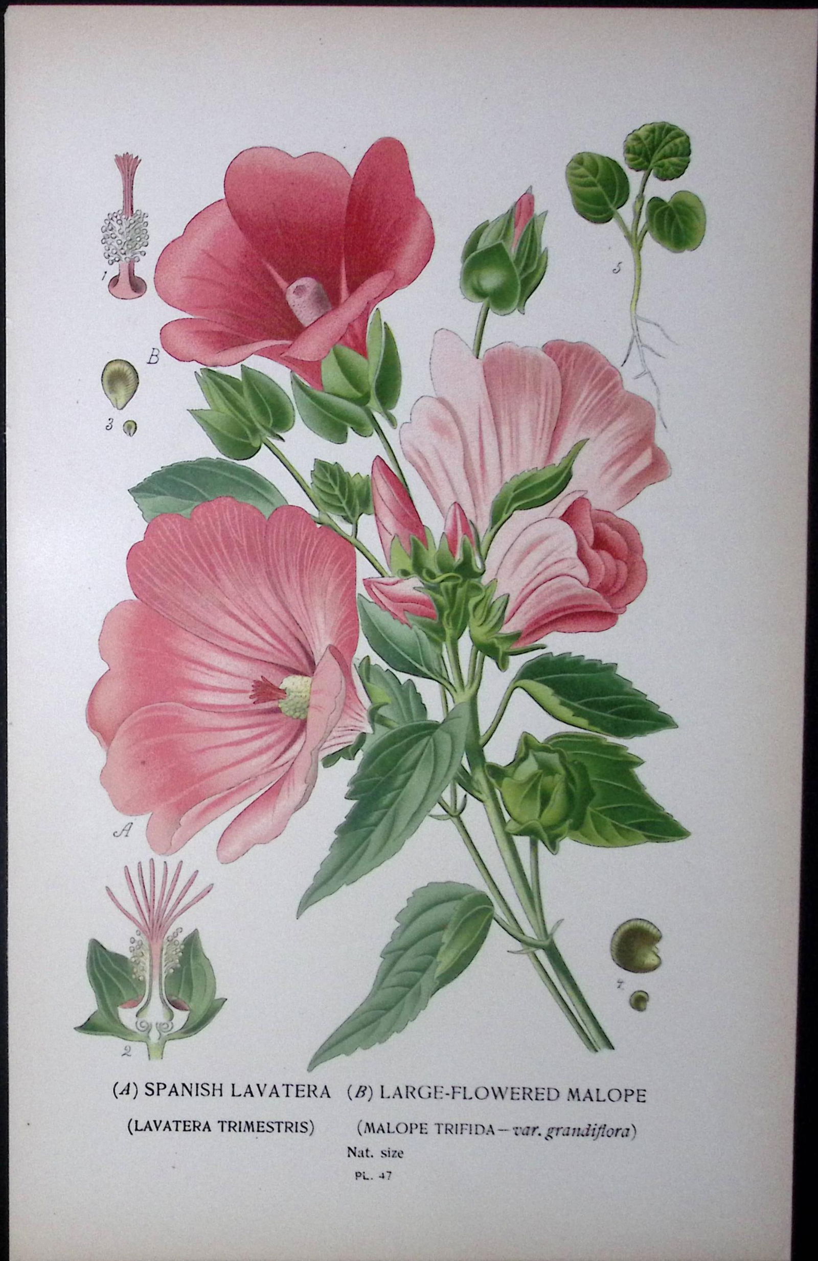 Large Flowered Malope Edward Step Rare Antique Botanical Book Plate-47 (1 of 1)