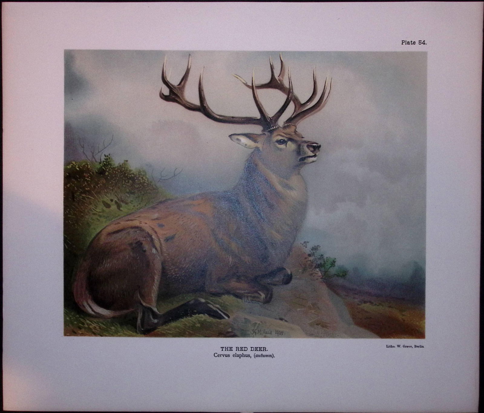 The Red Deer Rare Limited-Edition 121-Year-Old Antique JG Millais Print.: Title: The Red Deer Rare Limited-Edition 121-Year-Old Antique JG Millais Print. Description: This Rare First Edition Illustrated Print Has Been Removed from an Antique Edition. The Mammals of