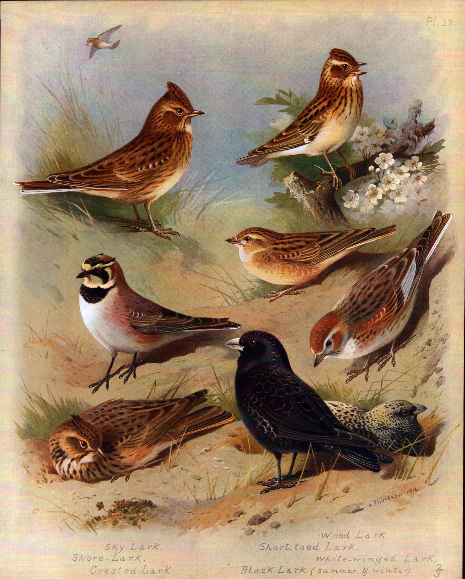 Thorburn Antique Scarce Bird Coloured Illustration The Lark Family -22. (1 of 2)