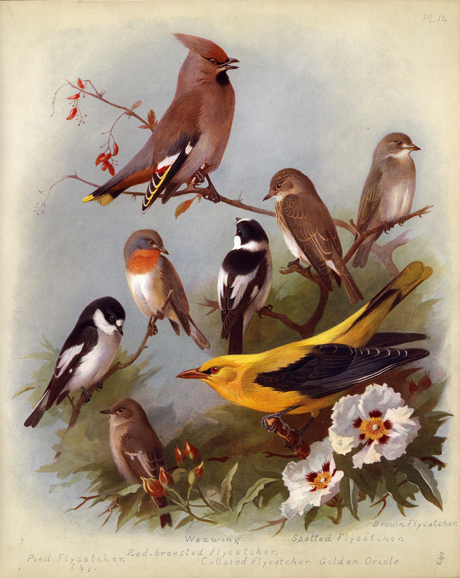 Thorburn Antique Scarce Lithograph Oriole, Waxwing, Flycatchers -14 (1 of 2)