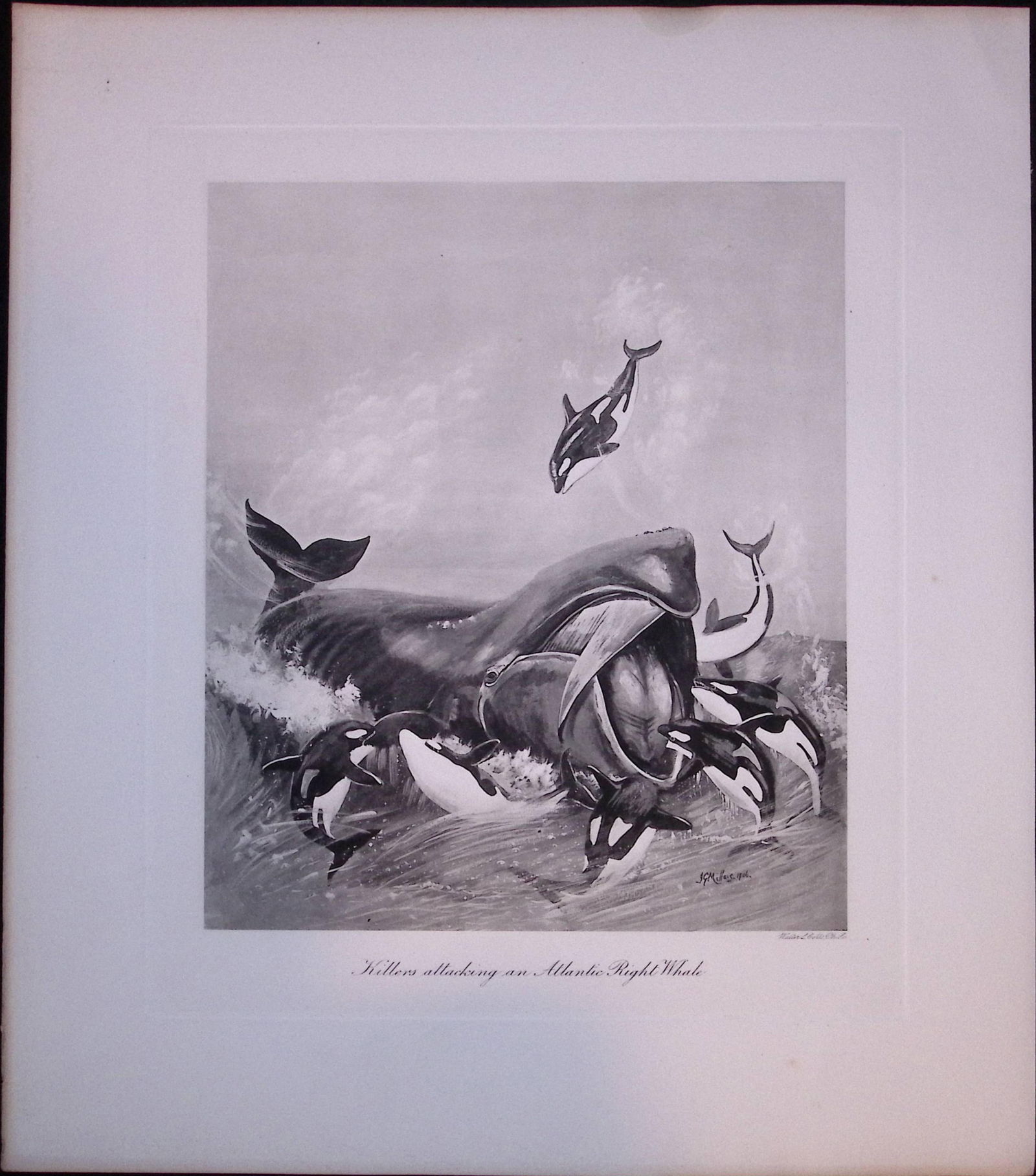 Killer Orca Whales Attacking Atlantic Whale Rare Limited-Edition Antique Print-2.: Title: Killer Orca Whales Attacking Atlantic Whale Rare Limited-Edition Antique Print-2. Description: This Rare First Edition Illustrated Print Has Been Removed from an Antique Edition. The