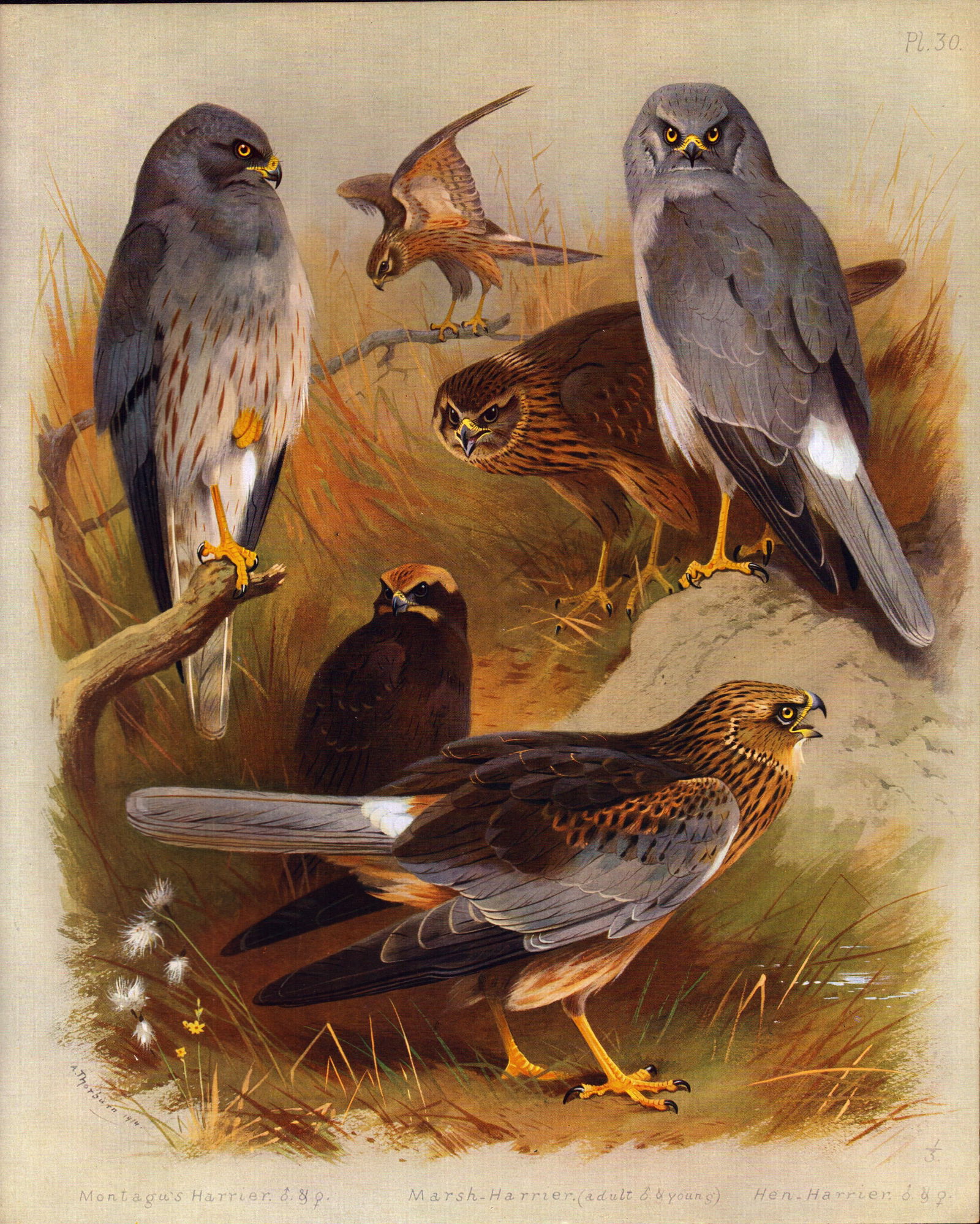 Thorburn Antique Large Bird lithograph The Harriers Marsh, Hen, Montagu's-30. (1 of 2)