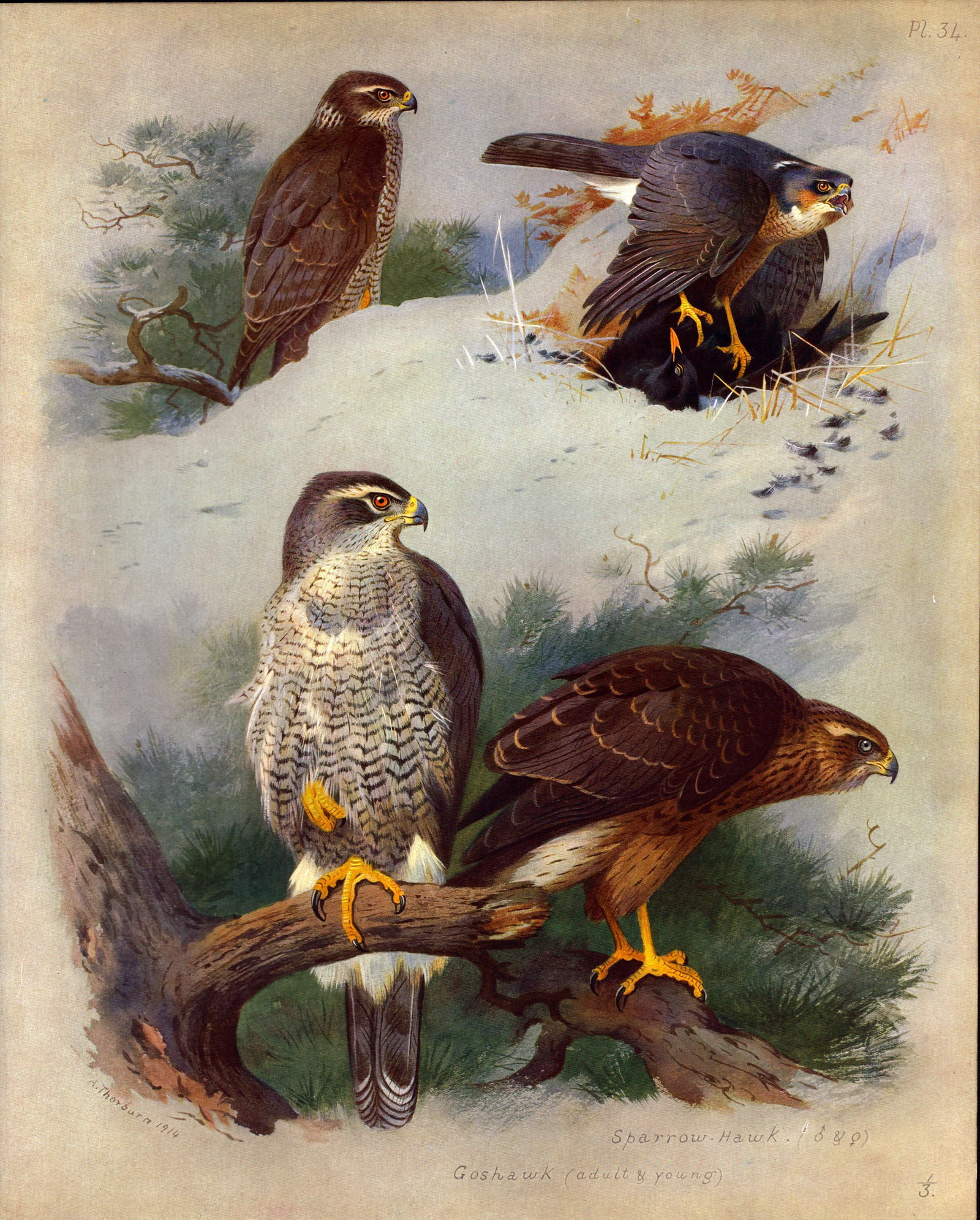 Thorburn Antique Scarce Second Edition Bird Print Goshawk & Sparrow Hawk-34. (1 of 2)