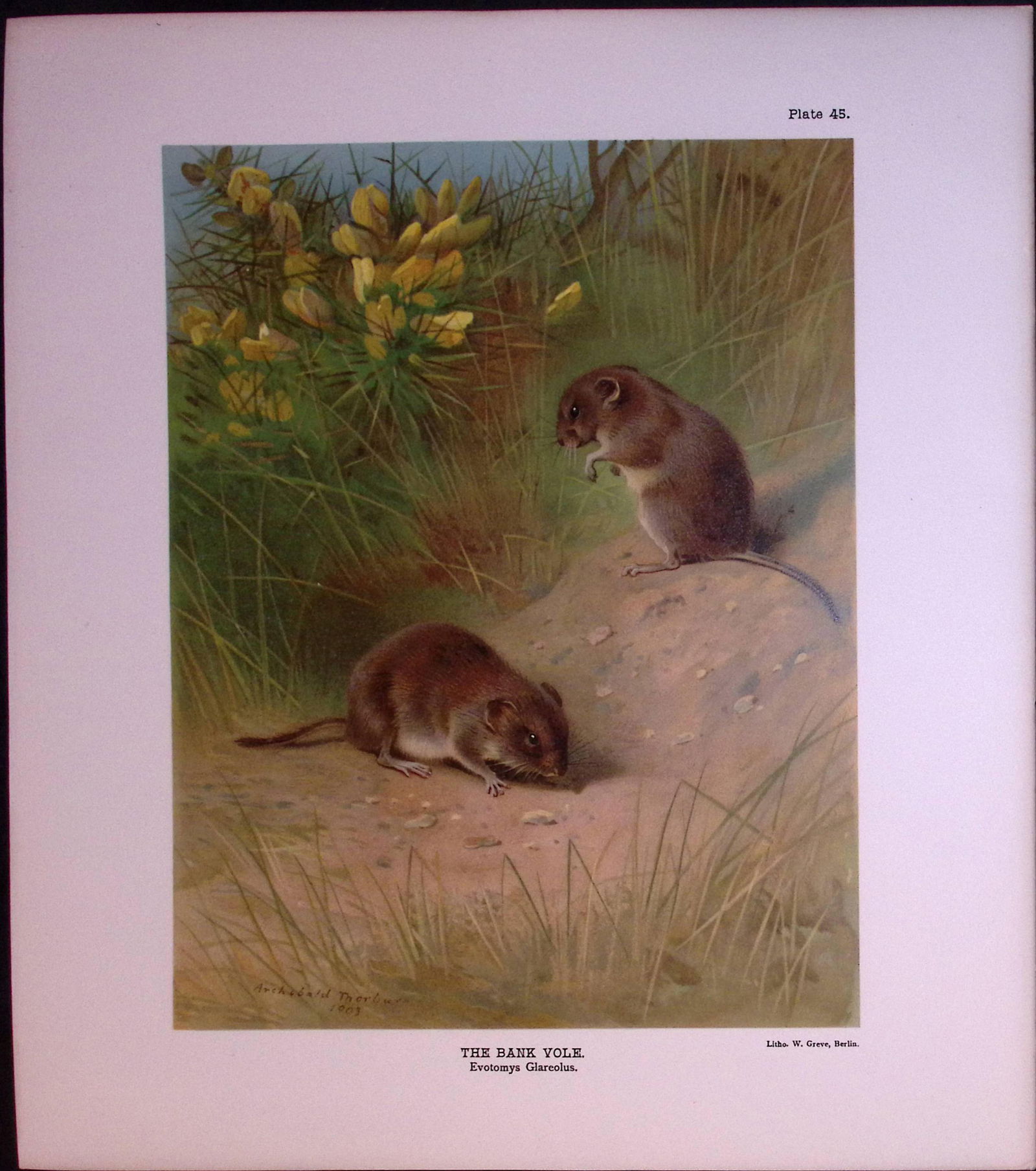 The Bank Vole Rare Limited-Edition J.G. Millais Antique Print. (1 of 3)