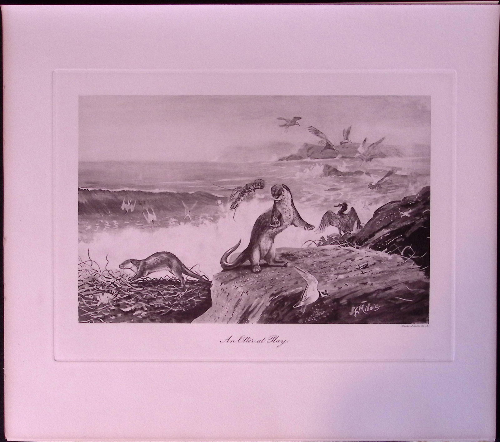 Otters at Play Rare JG Millais Limited-Edition Antique Print-93. (1 of 3)
