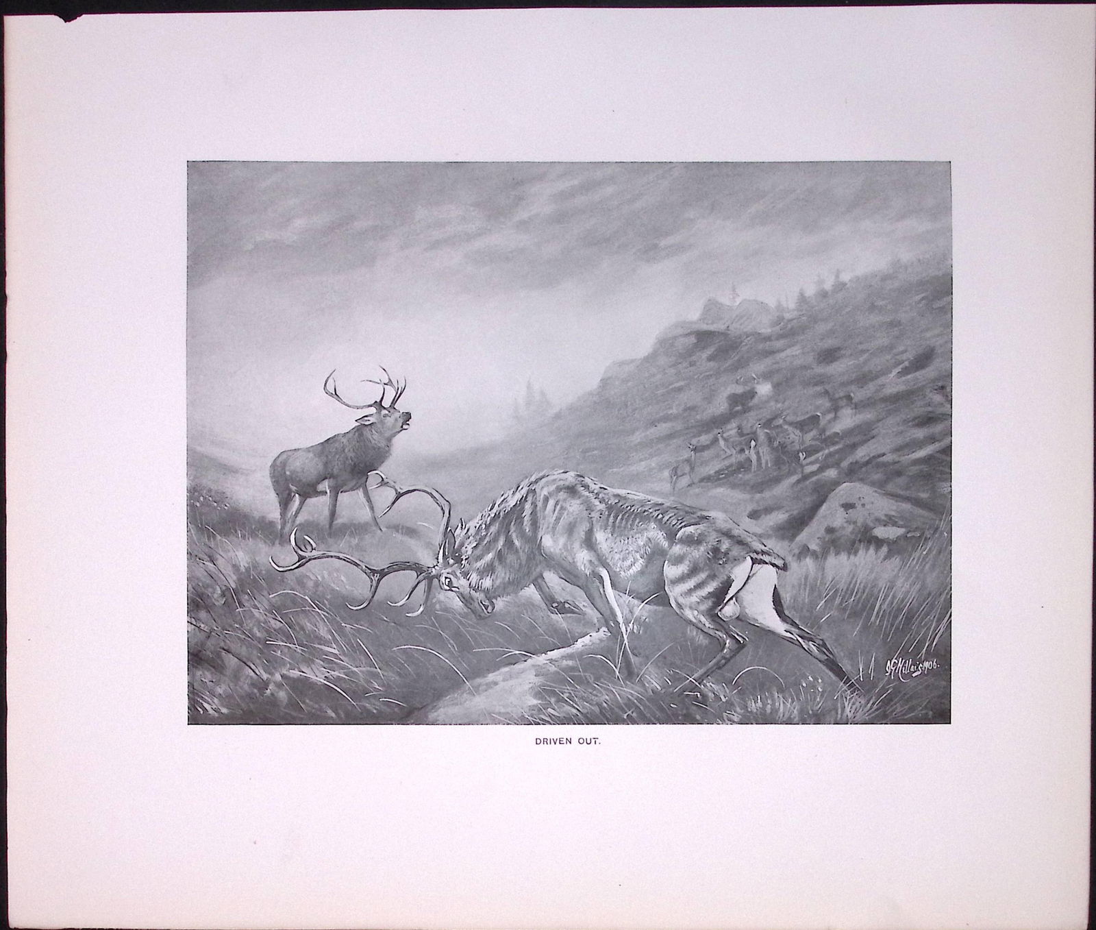 Fighting Stag Driven Out Rare Limited-Edition JG Millais Antique Print. (1 of 3)