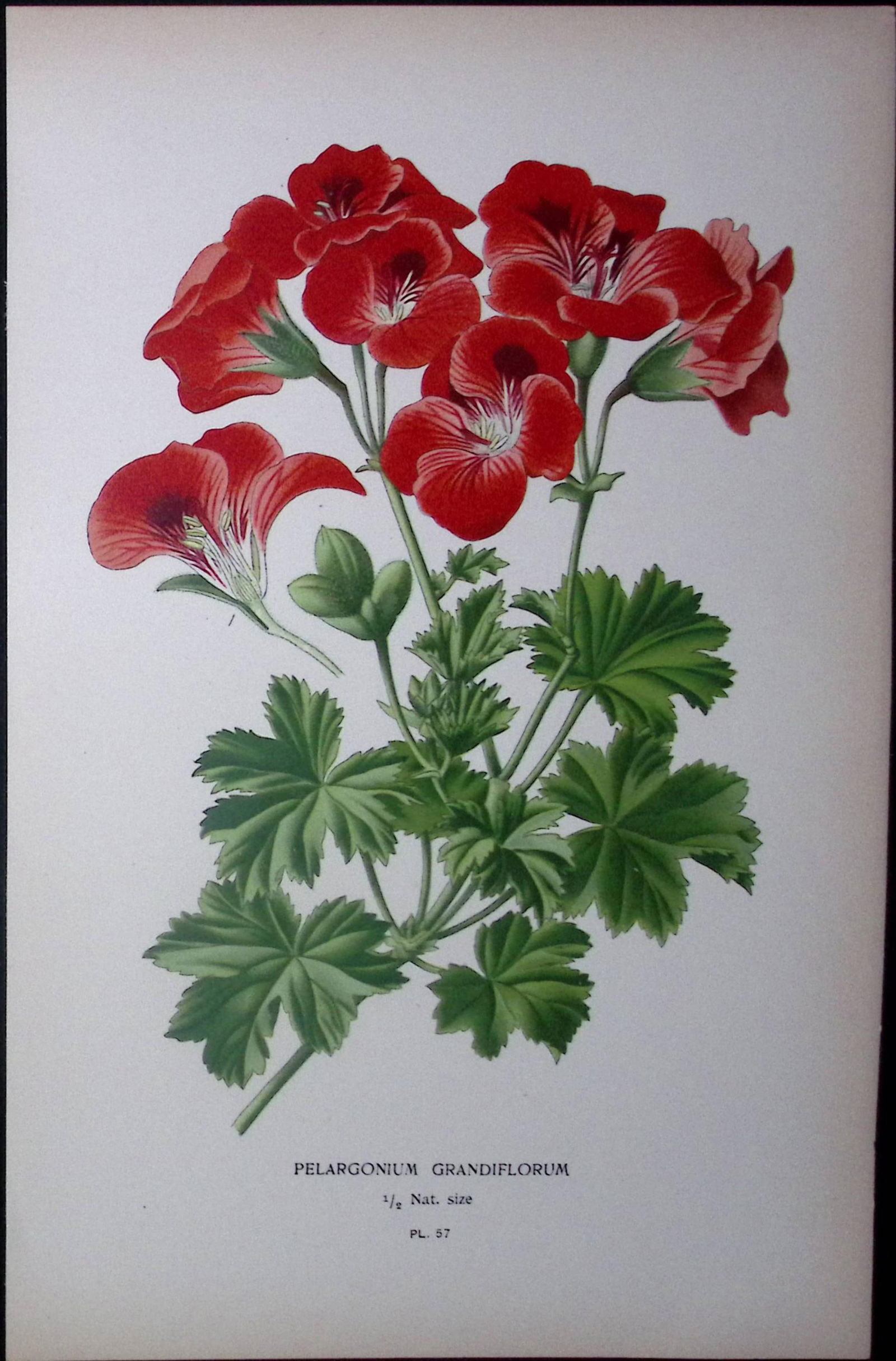 Pelargonium Edward Step Rare Antique Botanical Book Plate-57 (1 of 1)