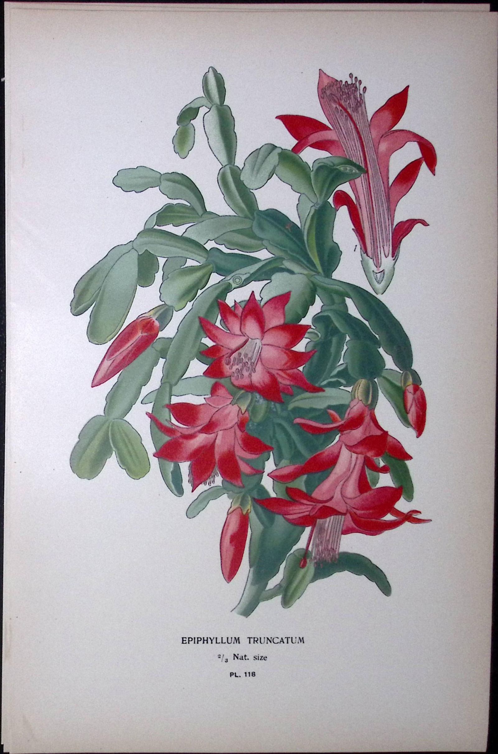 Christmas Cactus Edward Step Rare Antique Botanical Book Plate-118 (1 of 1)