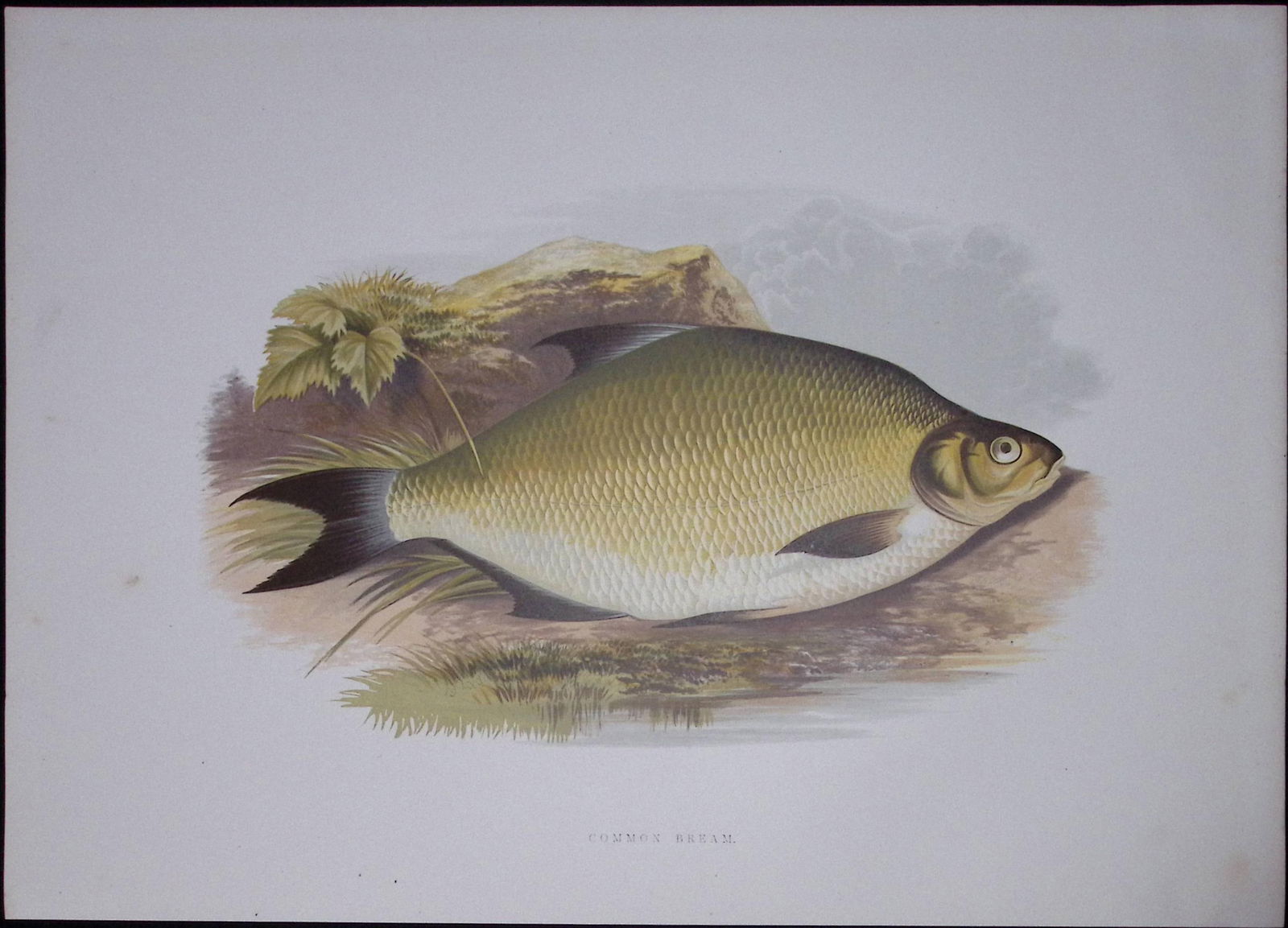 Common Bream Rev Houghton British Freshwater Fish 1879 Scarce Engraving-28 (1 of 3)