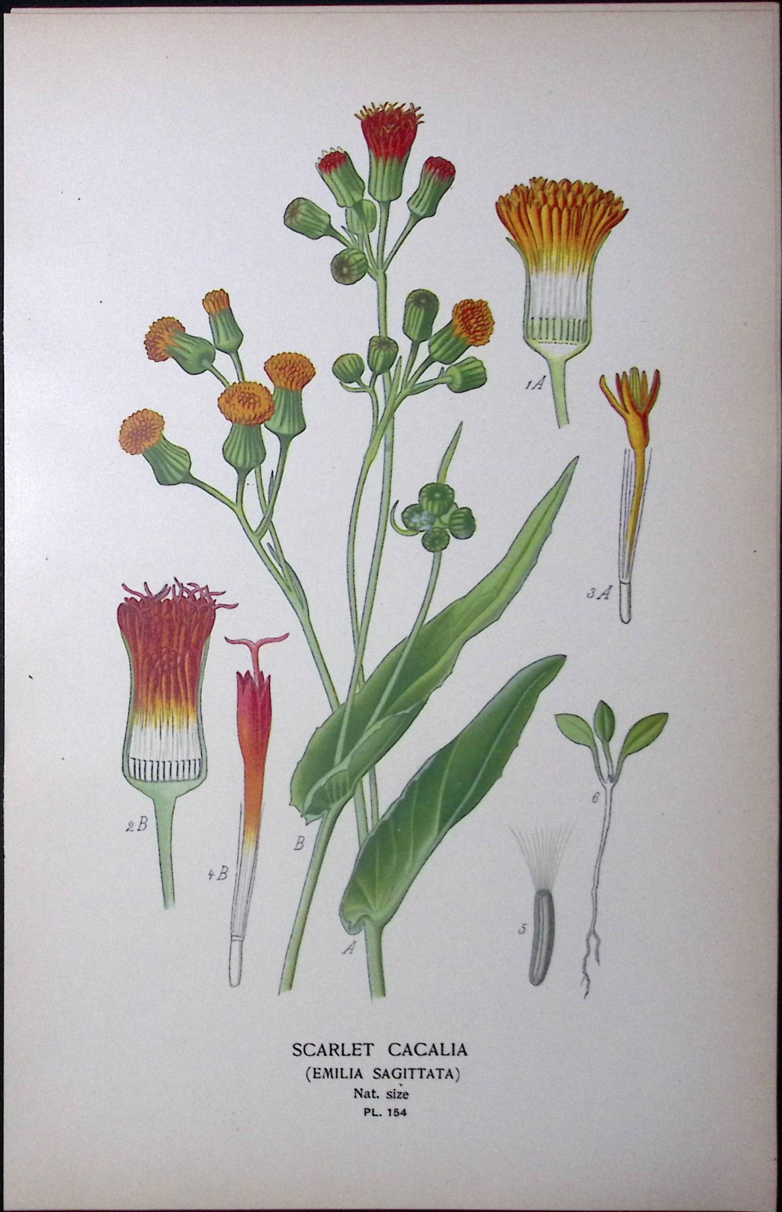 Scarlet Cacalia Edward Step Rare Antique Botanical Book Plate-154 (1 of 1)
