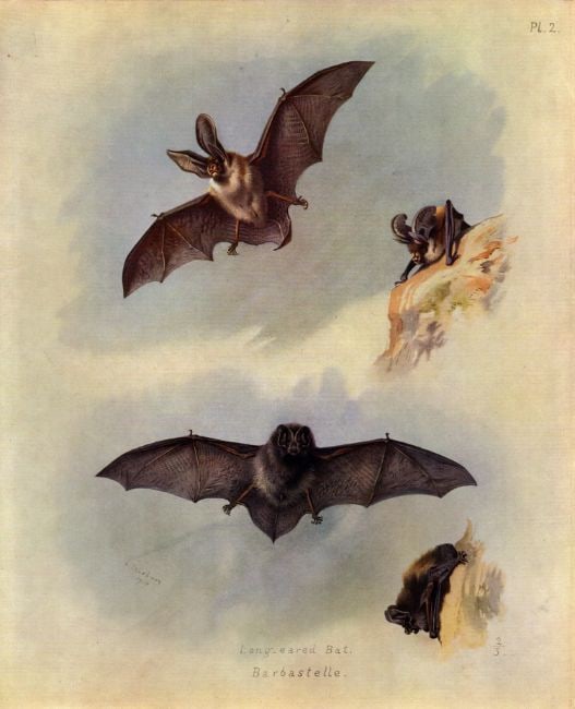 Archibald Thorburn Antique Long-Eared Bat First Edition Scarce Lithograph-2 (1 of 2)