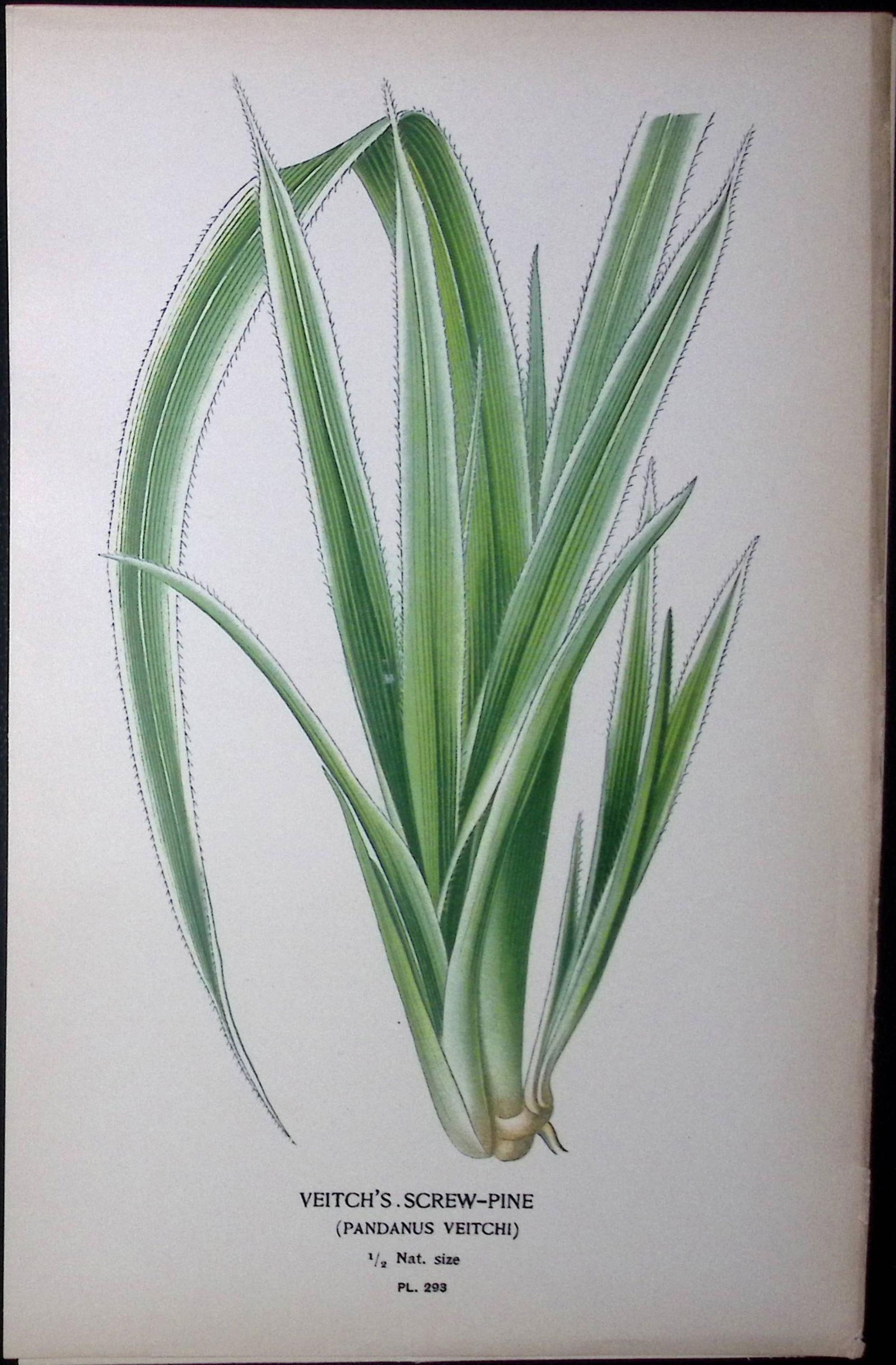 Veitch’s Screw-Pine Edward Step Rare Antique Botanical Book Plate-293 (1 of 1)