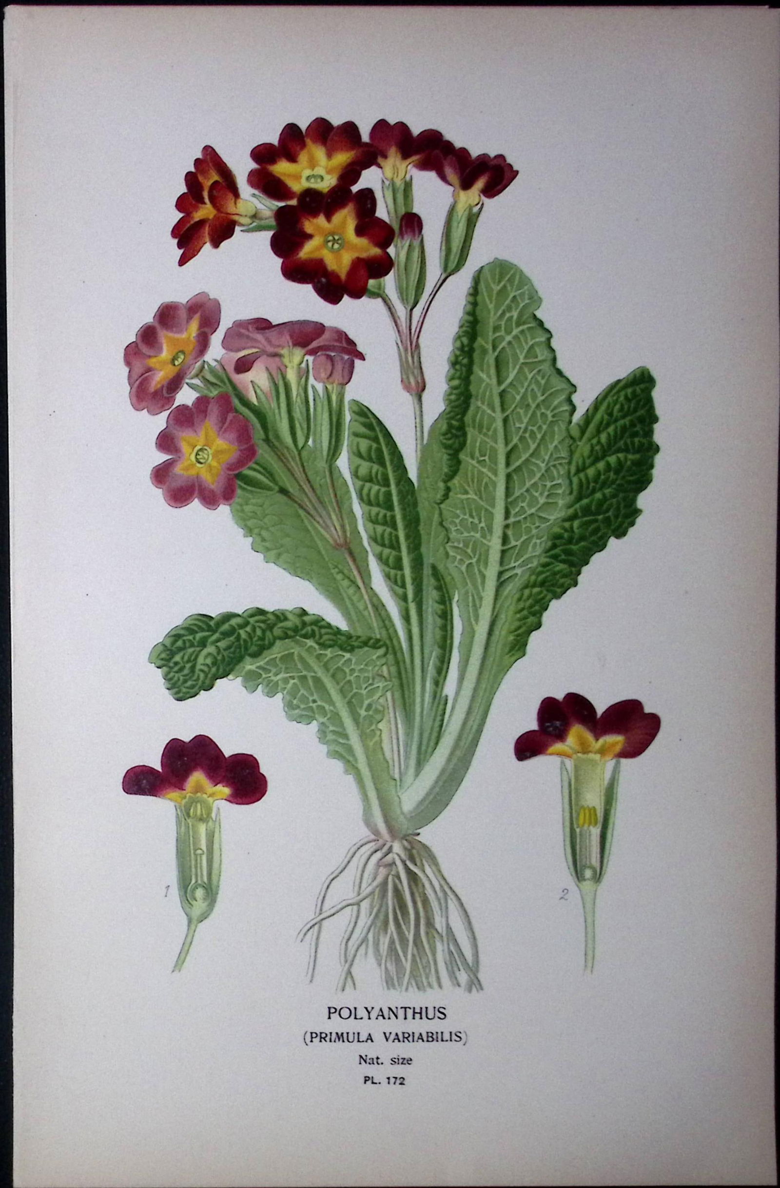 Polyanthus Edward Step Rare Antique Botanical Book Plate-172 (1 of 1)