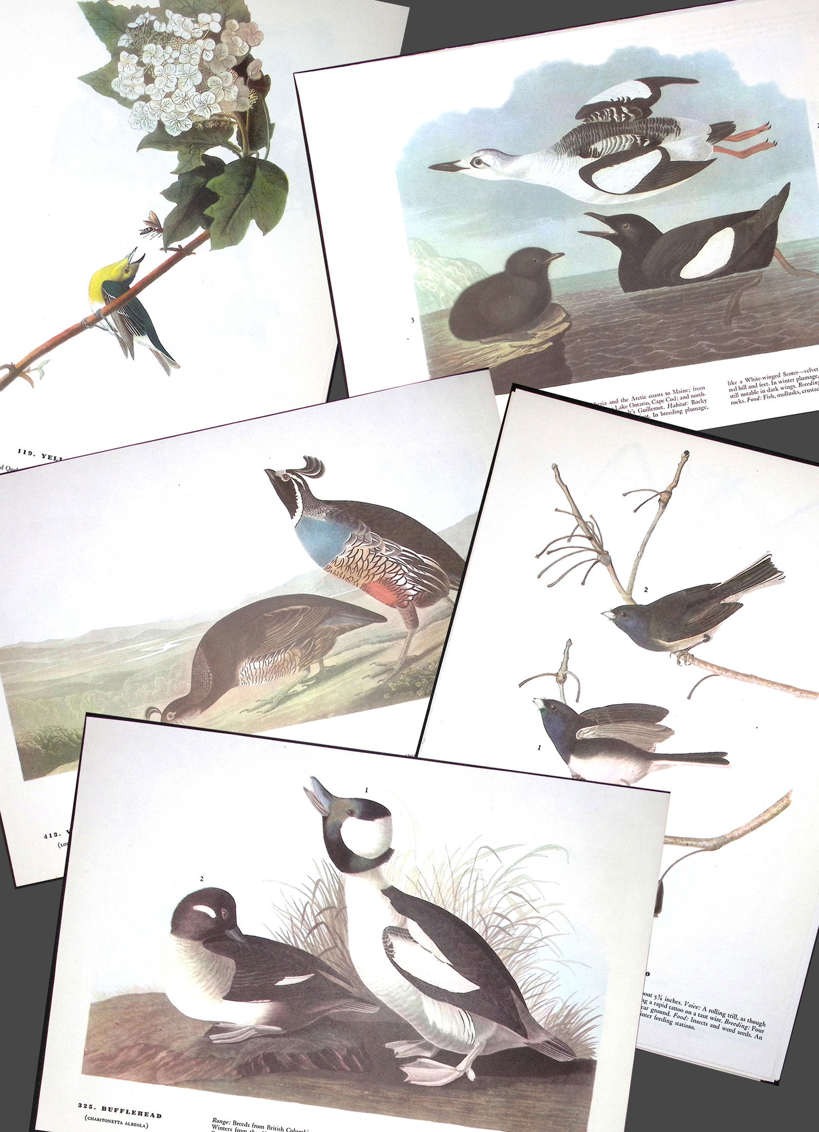 Job-Lot John James Audubon Birds of America 72-Year-Old Coloured Book Plates-13 (1 of 6)
