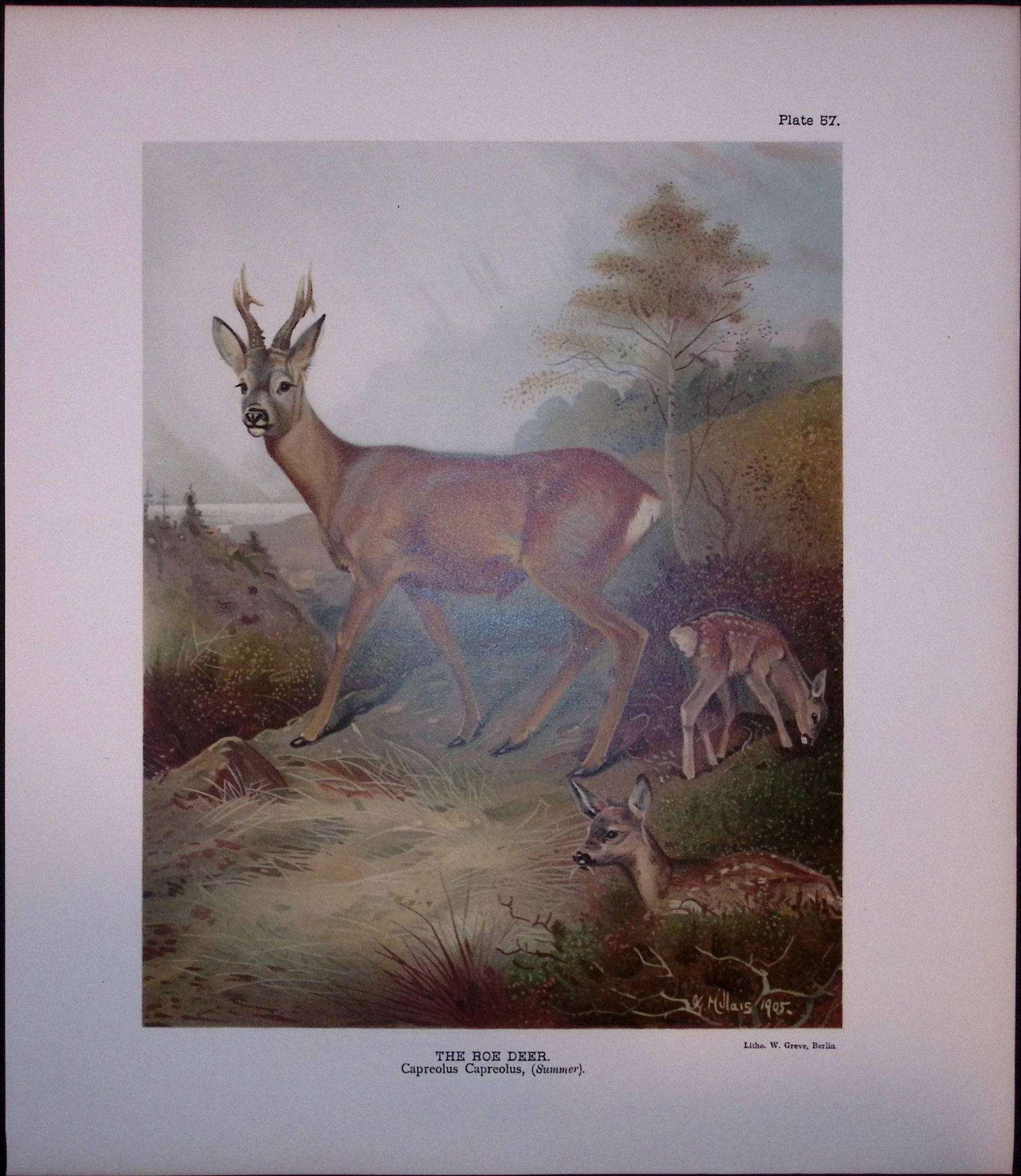 The Roe Deer Rare Limited-Edition Antique JG Millais Print-16.: Title: The Roe Deer Rare Limited-Edition Antique JG Millais Print-16. Description: This Rare First Edition Illustrated Print Has Been Removed from an Antique Edition. The Mammals of Great